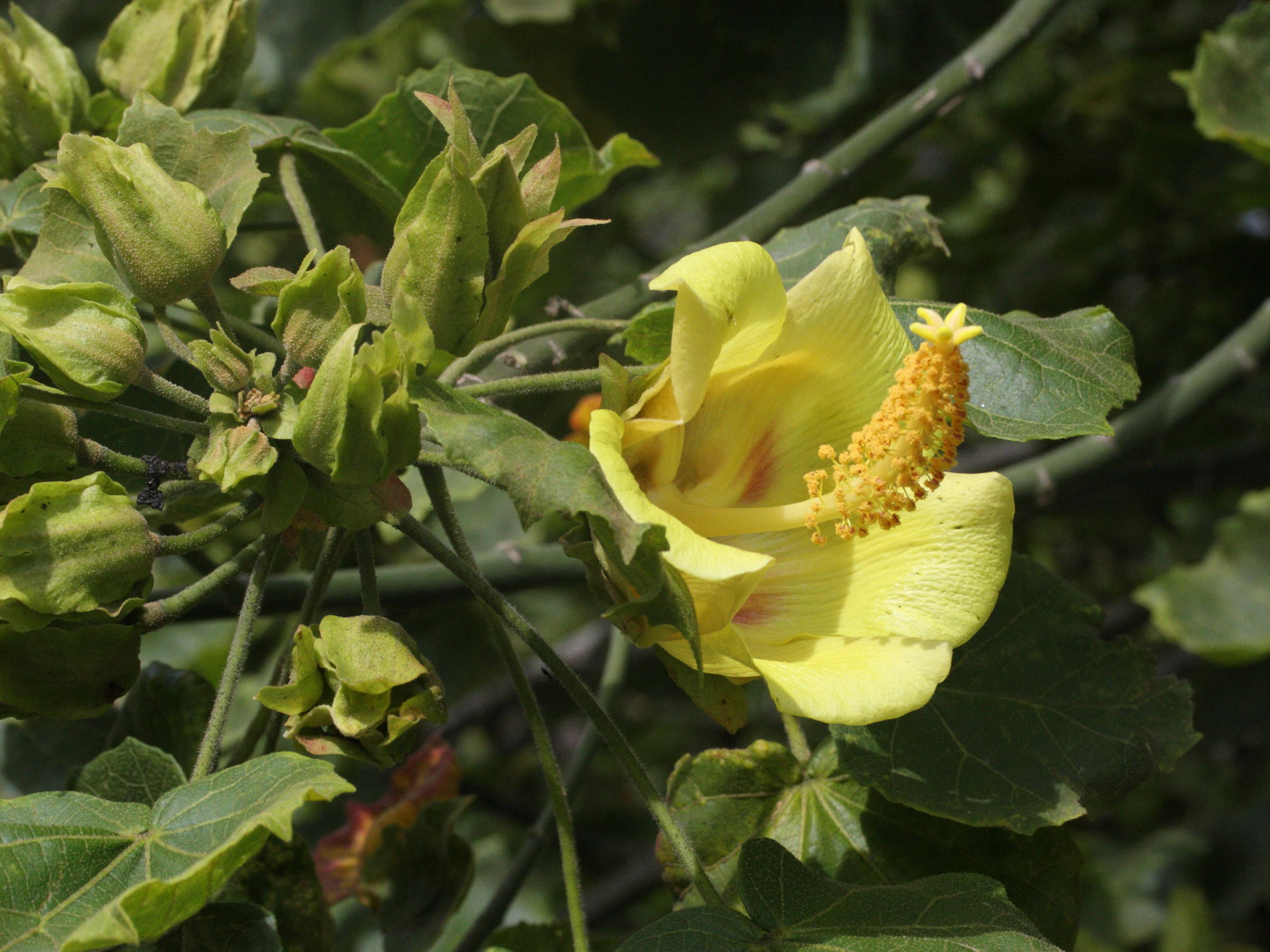 hibiscus_columnaris2md