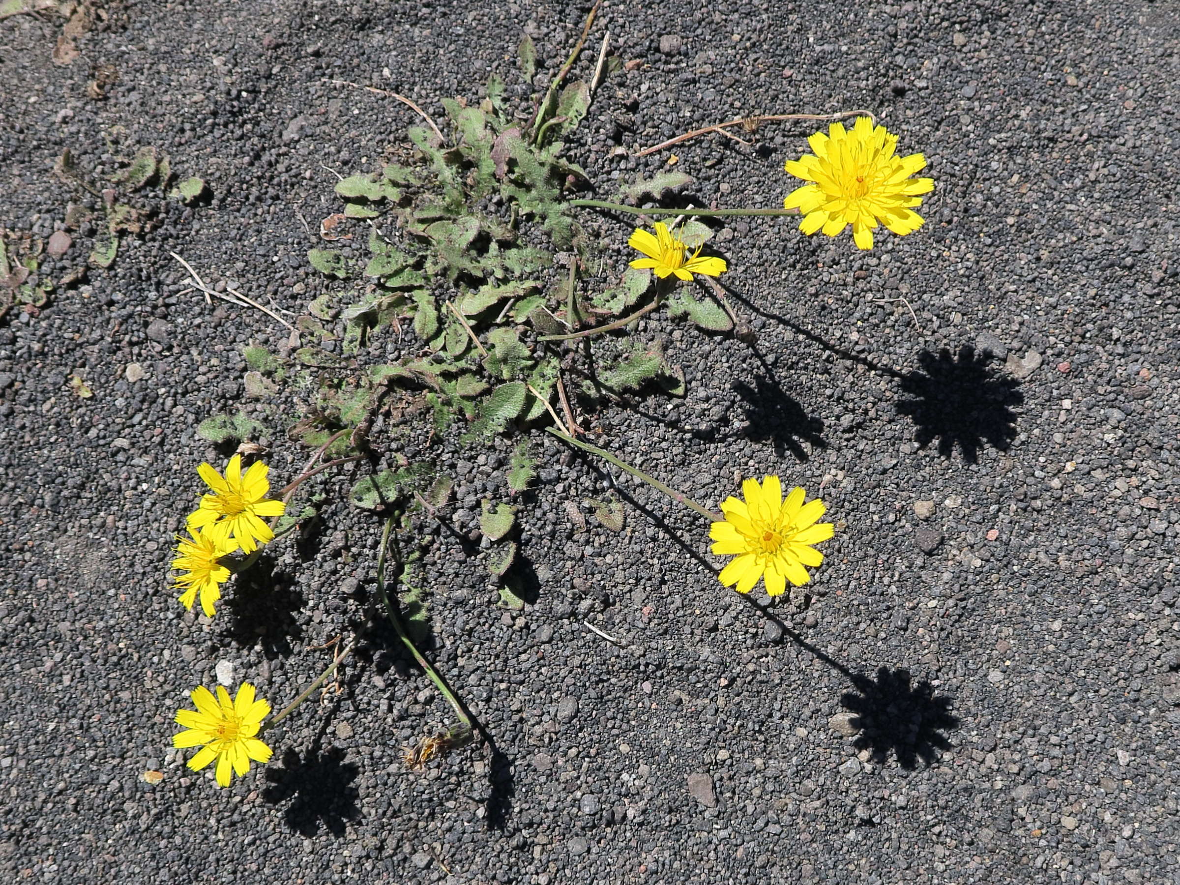 Afficher le média hypochaeris_radicata8md hypochaeris_radicata8md