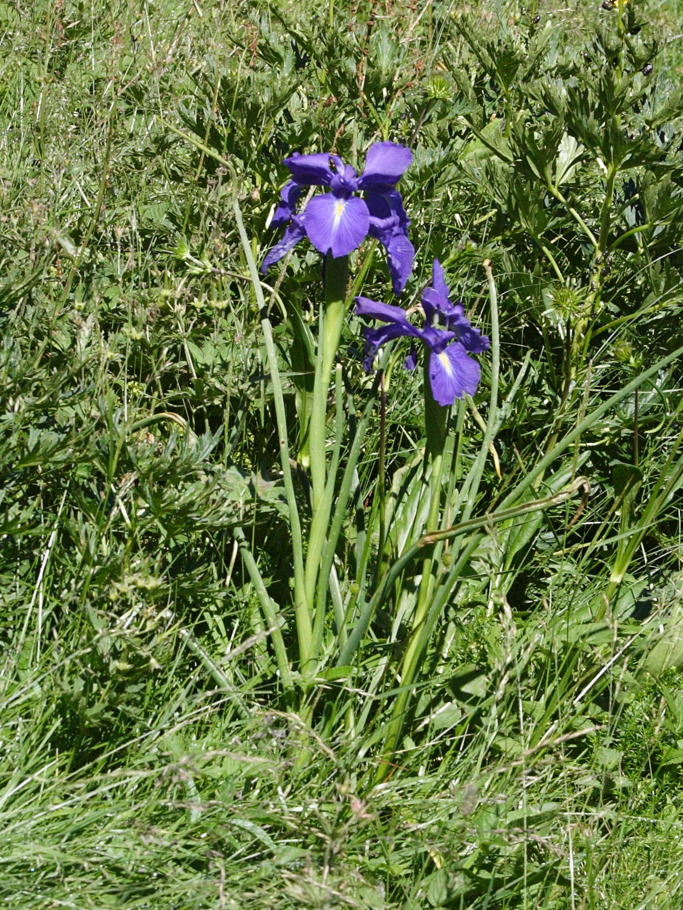 iris_latifolia1md