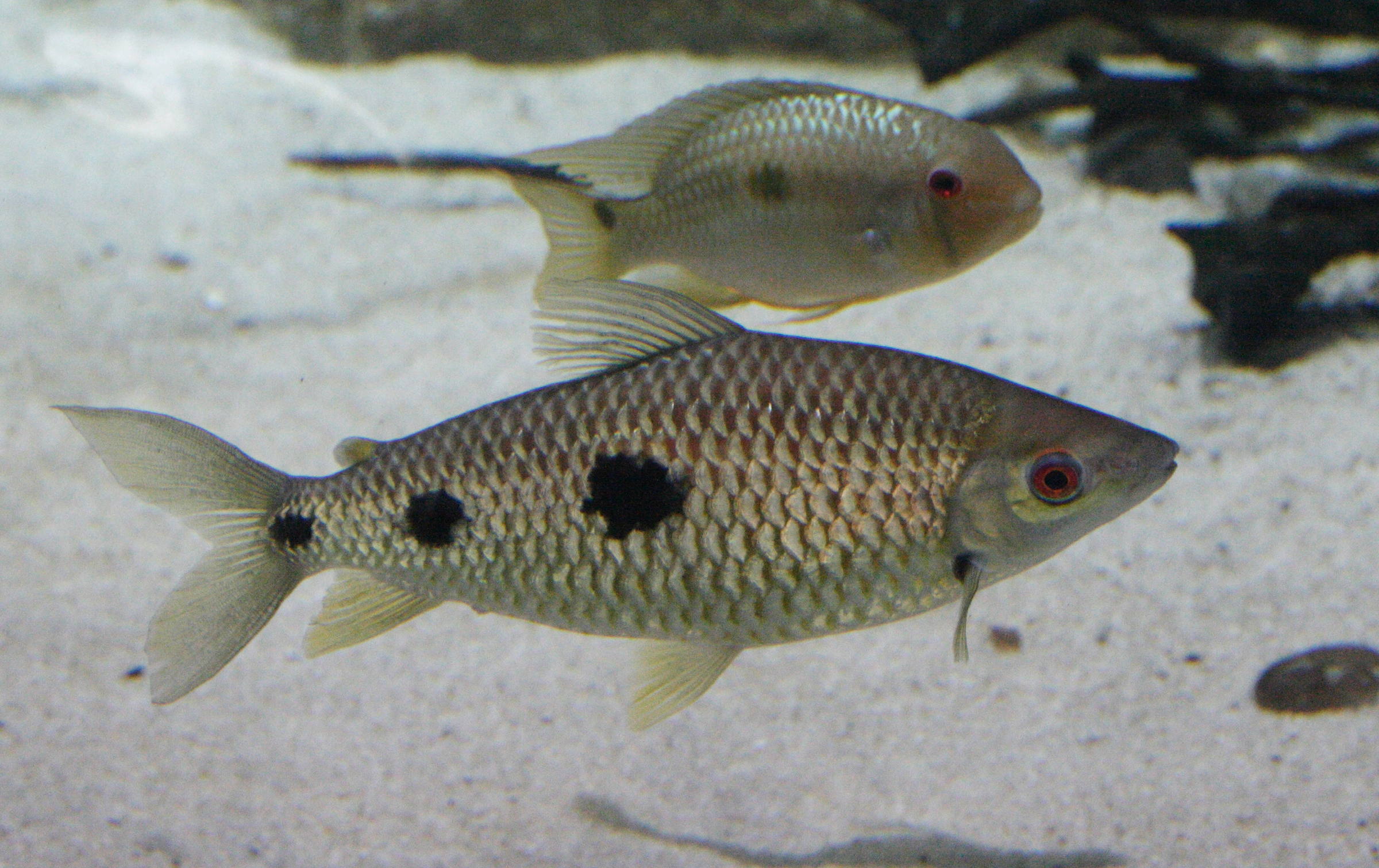 leporinus_friderici1md
