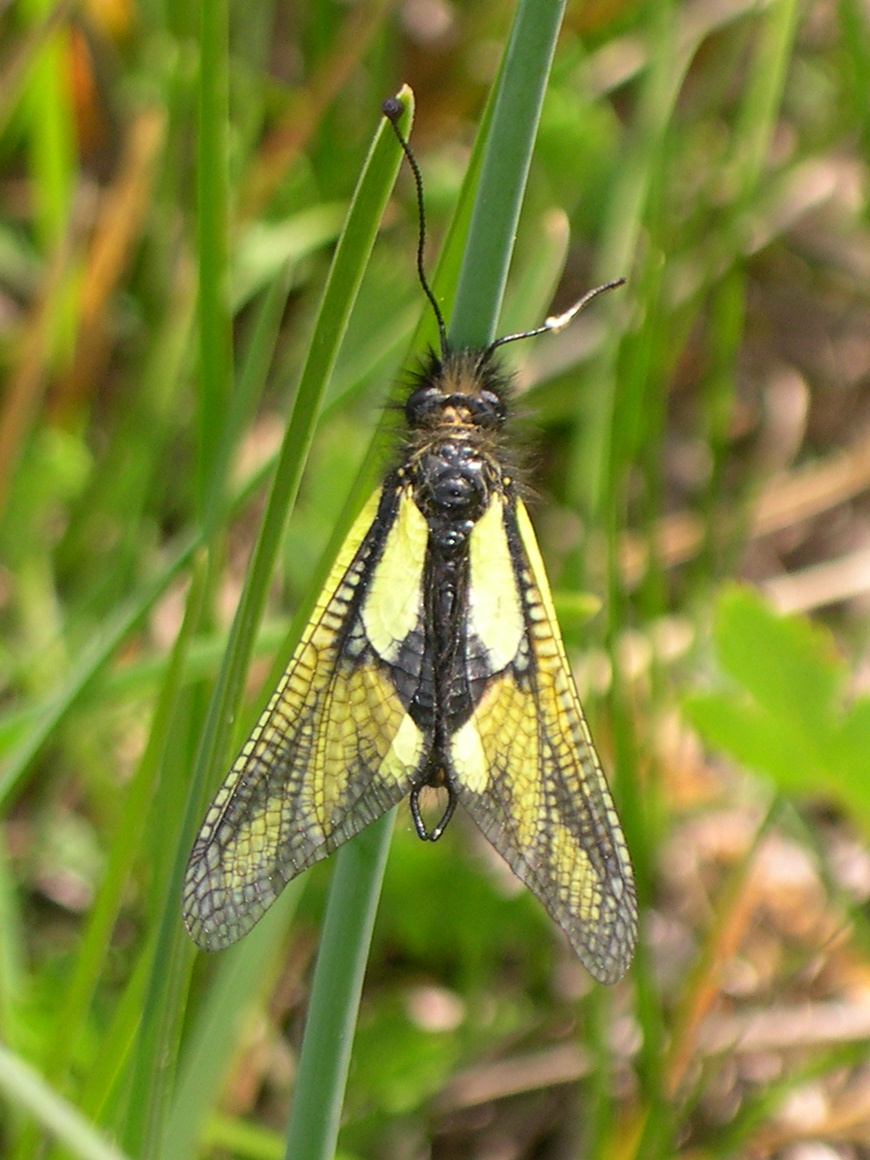 libelloides_coccajus1bsd