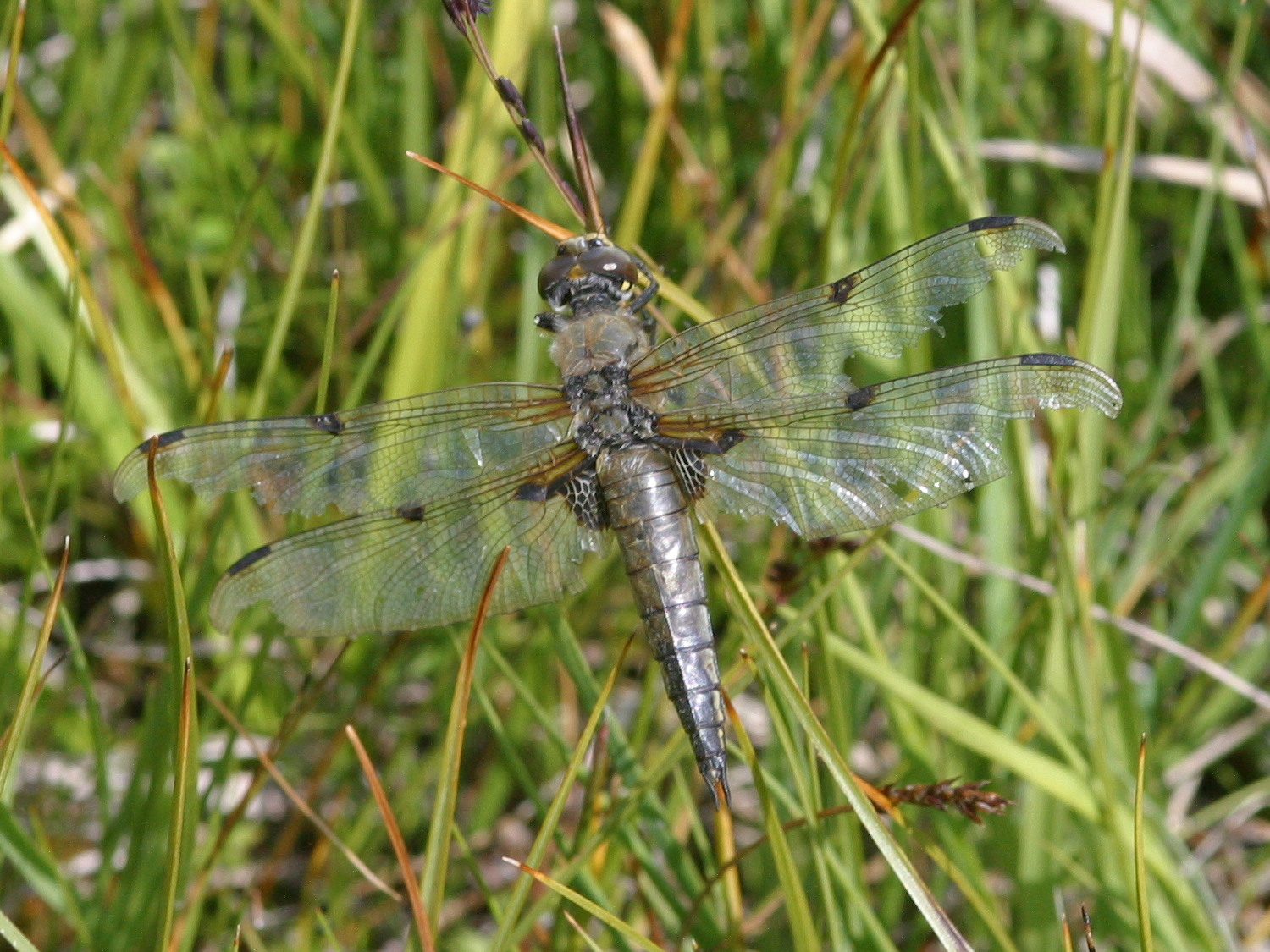 Afficher le média libellula_quadrimaculata2md libellula_quadrimaculata2md