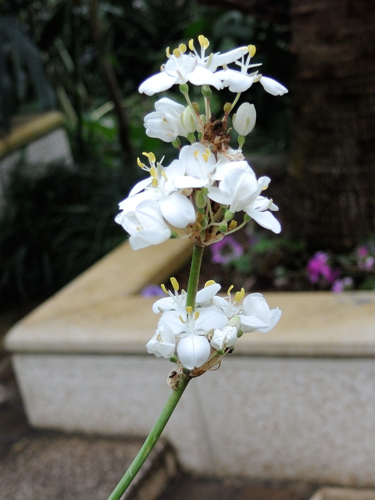 libertia_grandiflora2md