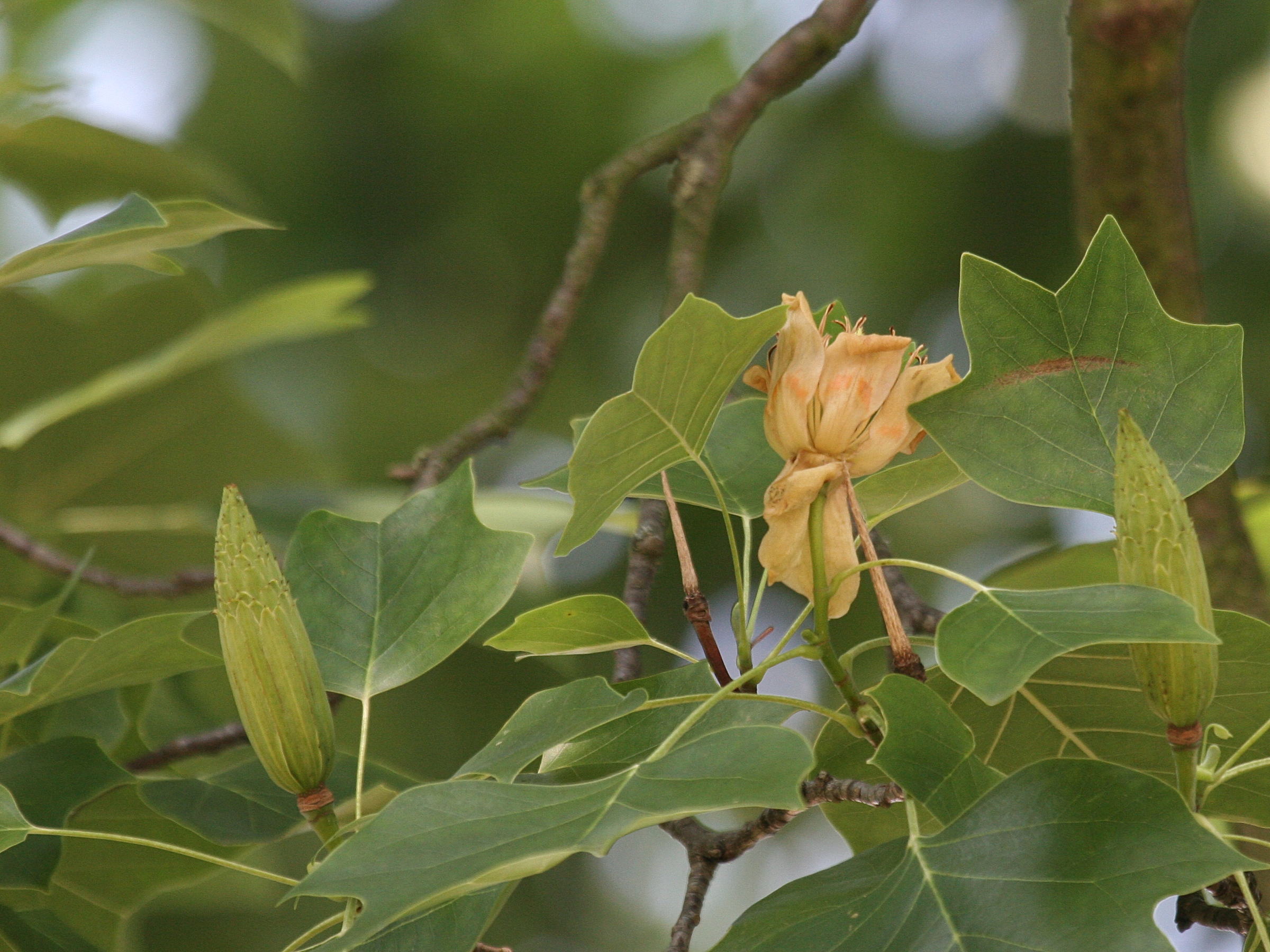 liriodendron_tulipifera4bd