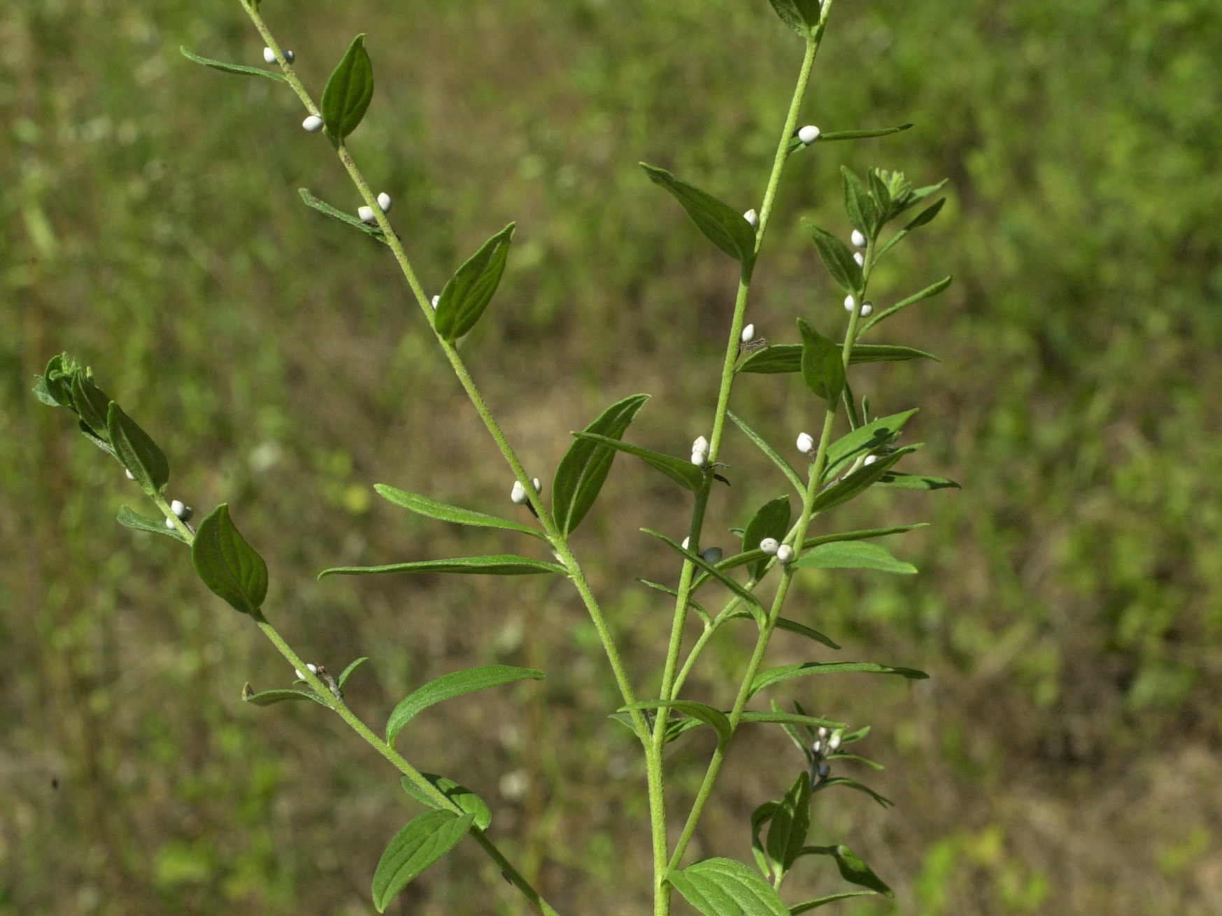 Afficher le média lithospermum_officinale1md lithospermum_officinale1md