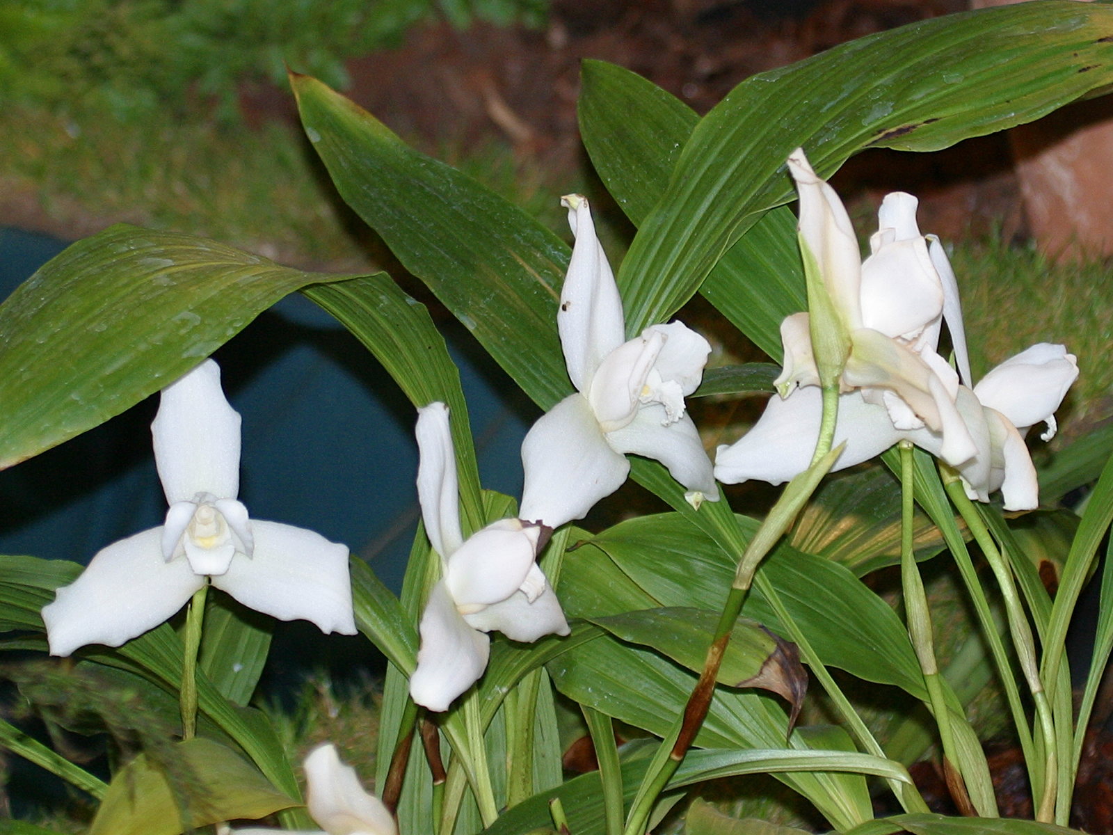 Afficher le média lycaste_skinneri_alba2bd lycaste_skinneri_alba2bd