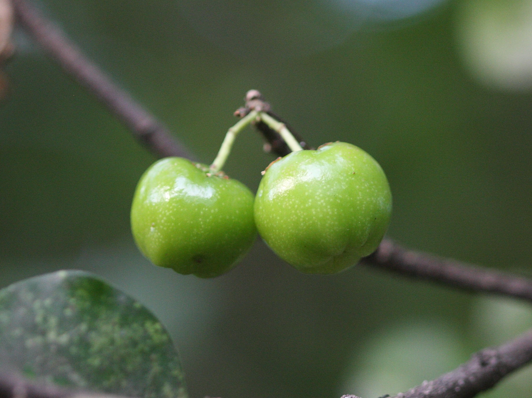 malpighia_emarginata4md