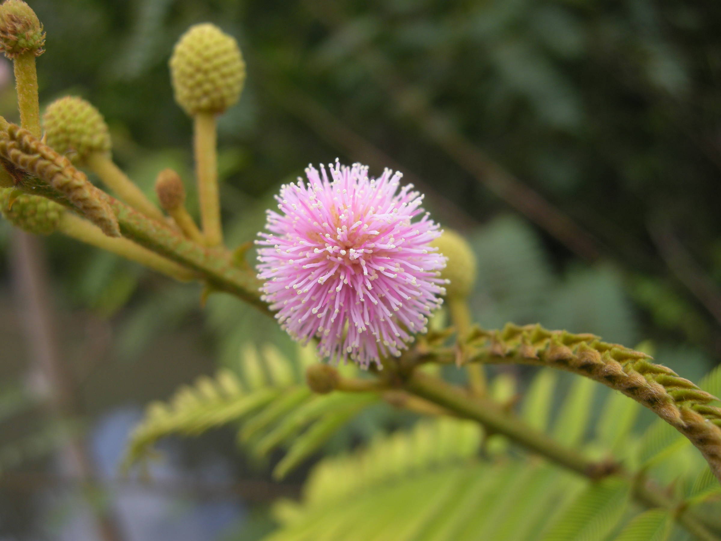 mimosa_pigra3md