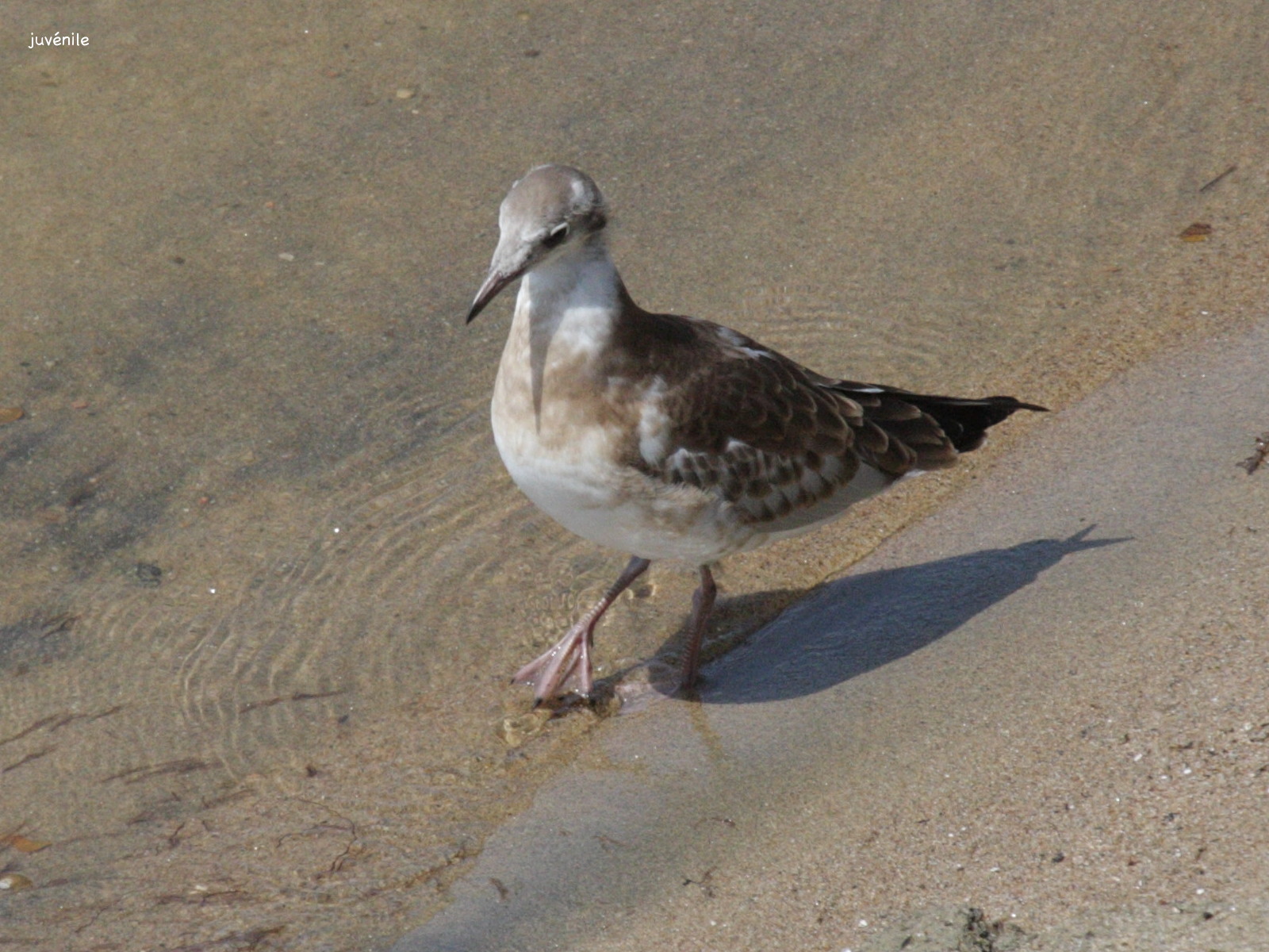 Afficher le média mouette_rieuse_-_chroicocephalus_ridibundus9bd mouette_rieuse_-_chroicocephalus_ridibundus9bd