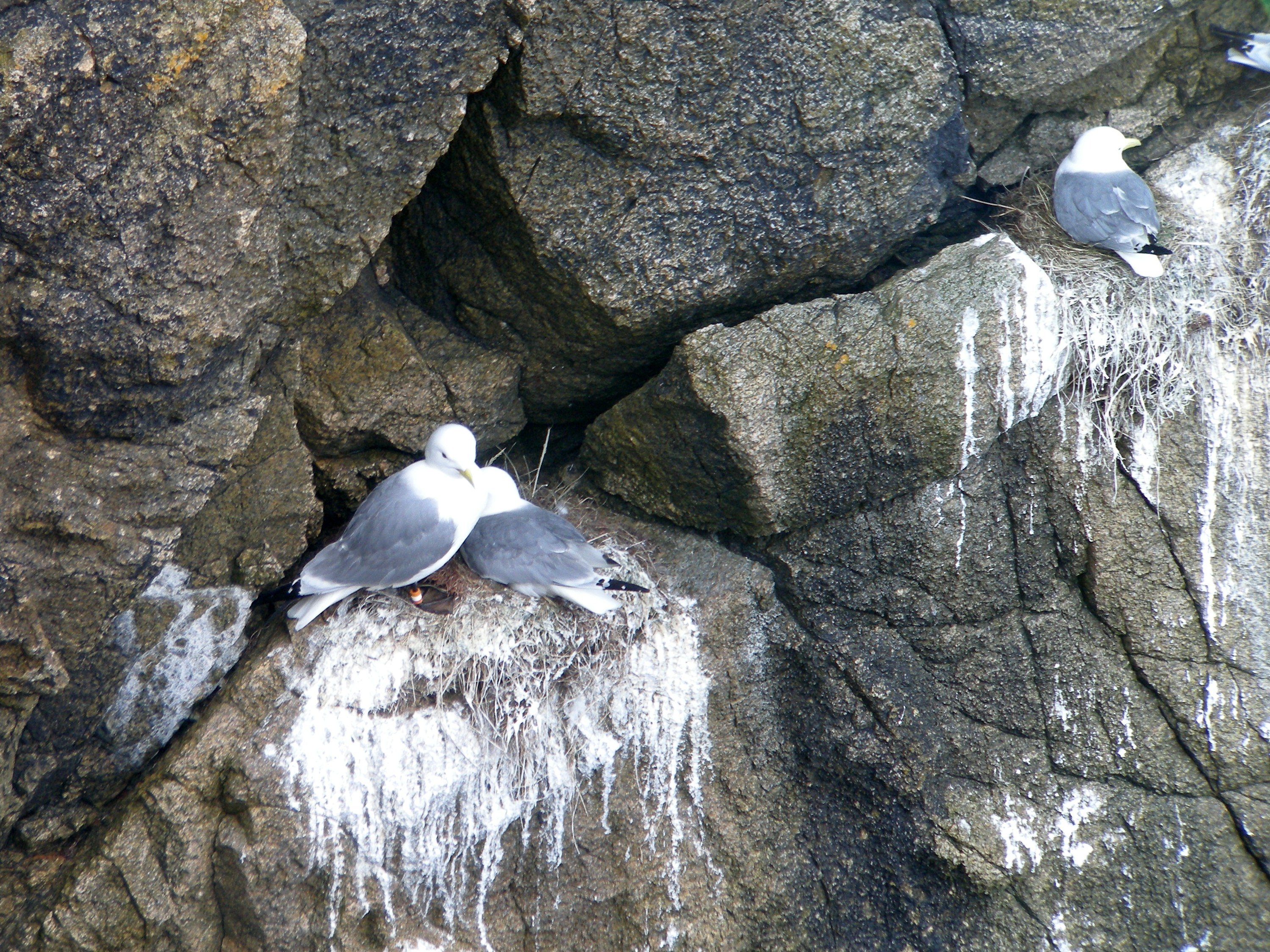 mouette_tridactyle_-_rissa_tridactyla5bd
