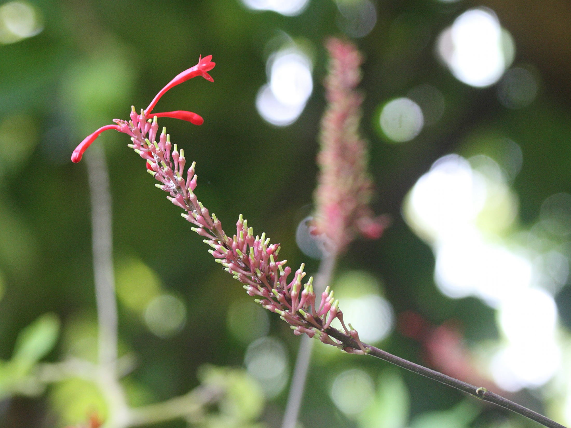 odontonema_tubaeforme2md