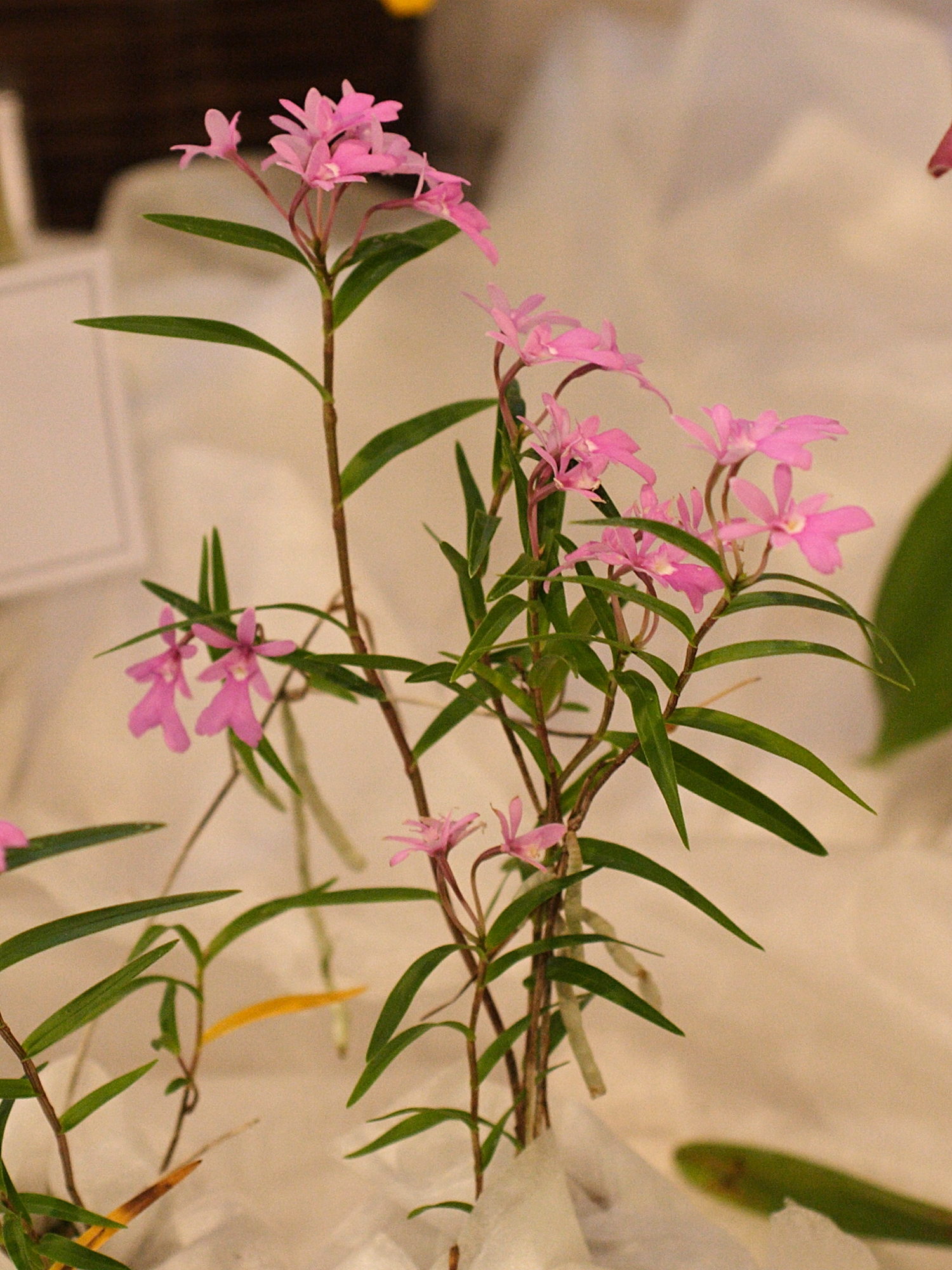 oerstedella_centradenia3md