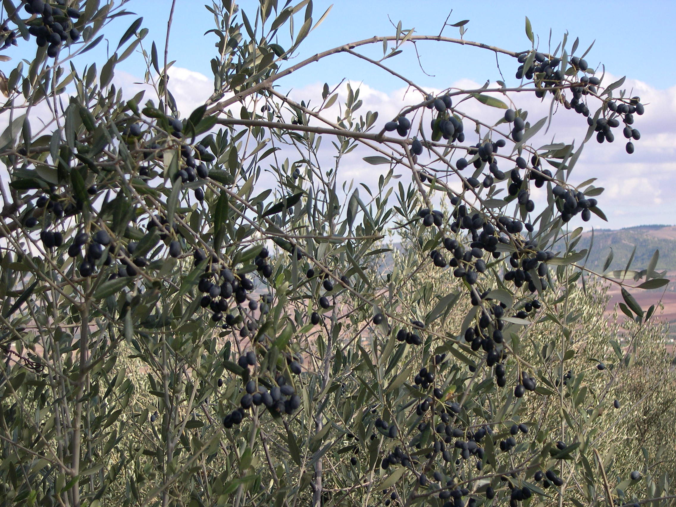 Olea_europaea