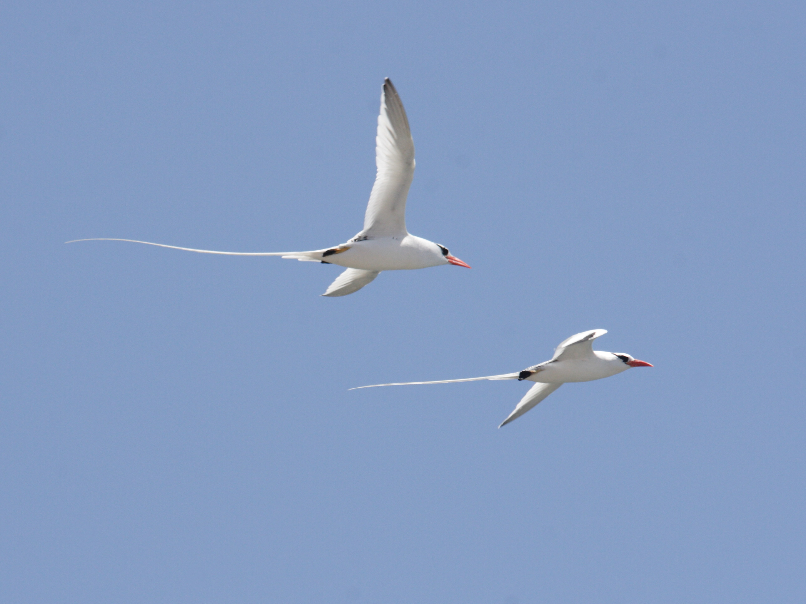 paille_en_queue_a_bec_rouge_-_phaethon_aethereus1md