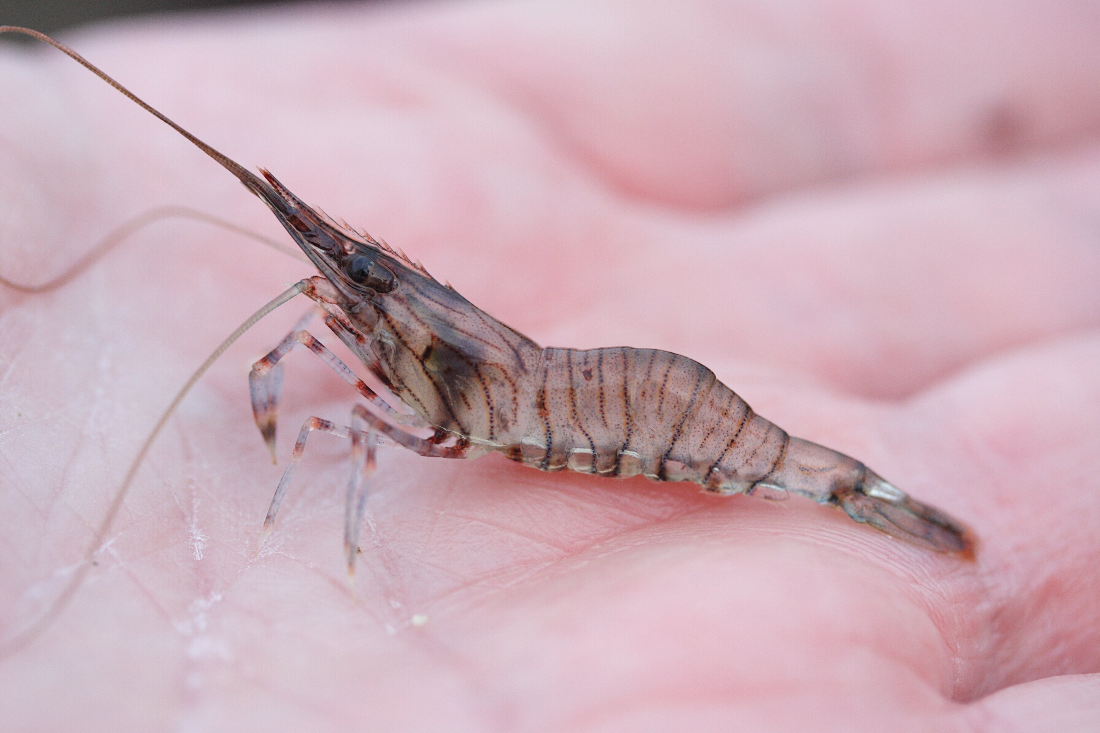 Afficher le média palaemon_serratus1md palaemon_serratus1md