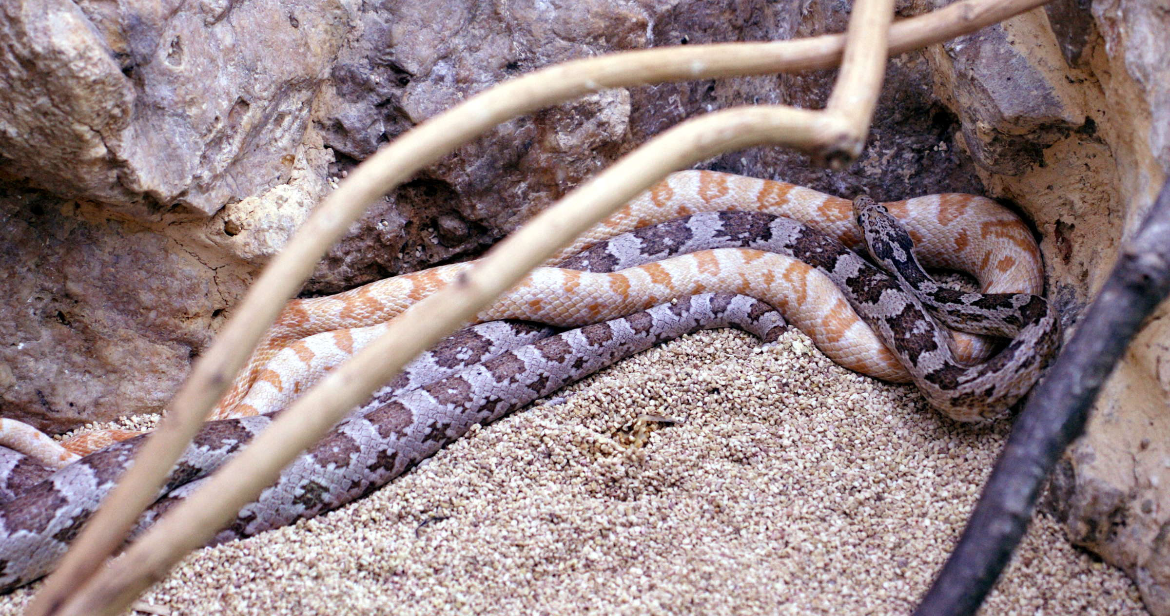 Afficher le média pantherophis_guttatus1md pantherophis_guttatus1md