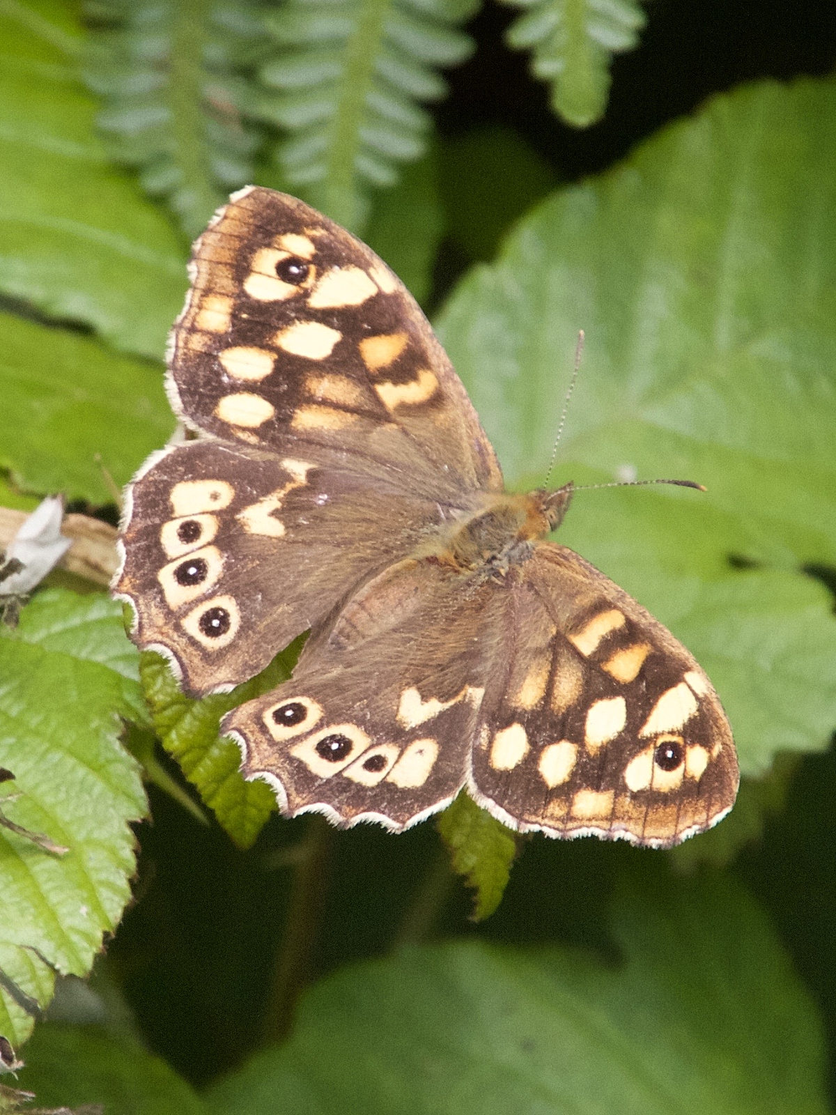 pararge_aegeria_tircis3amd