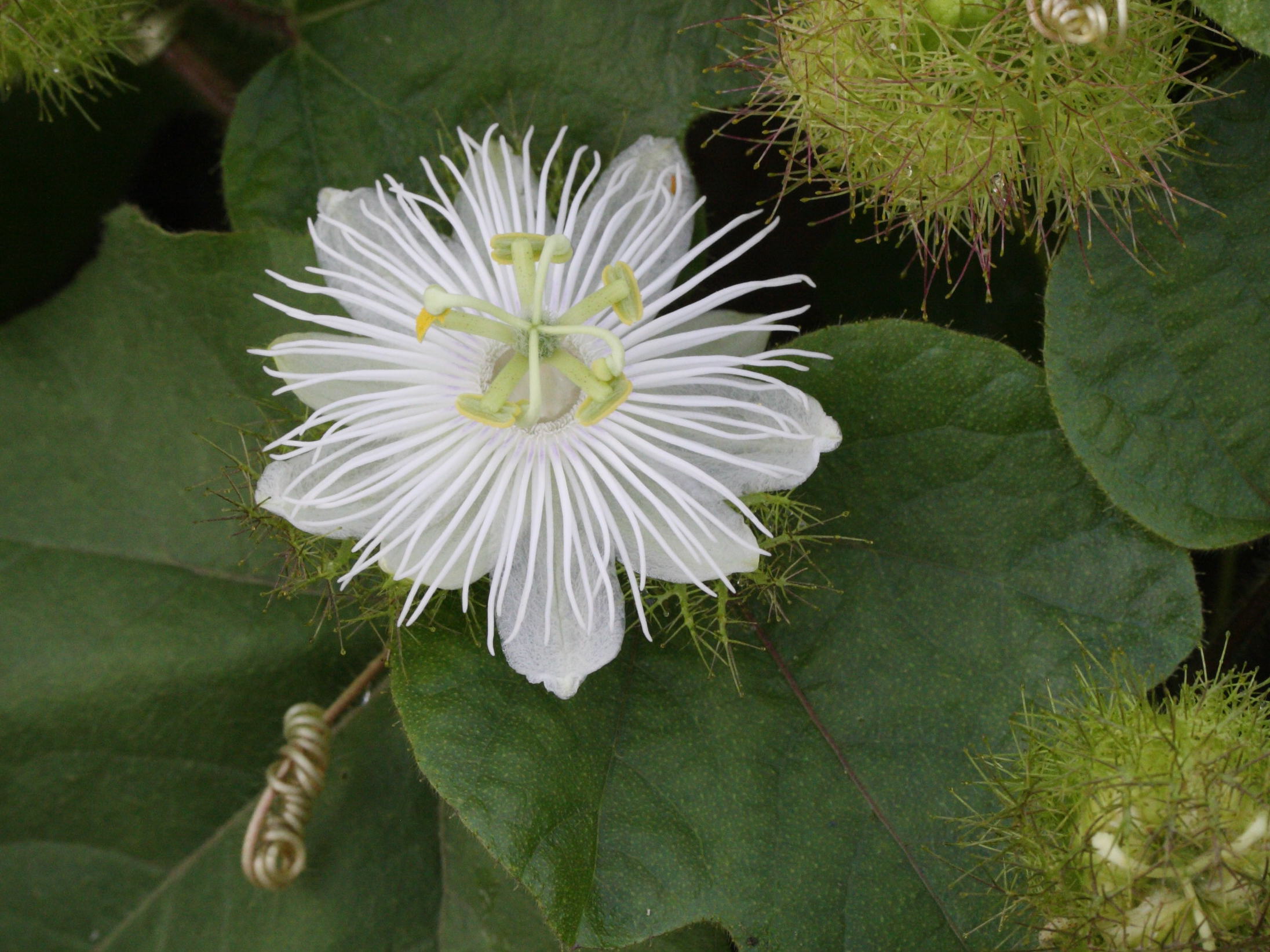 passiflora_foetida9md