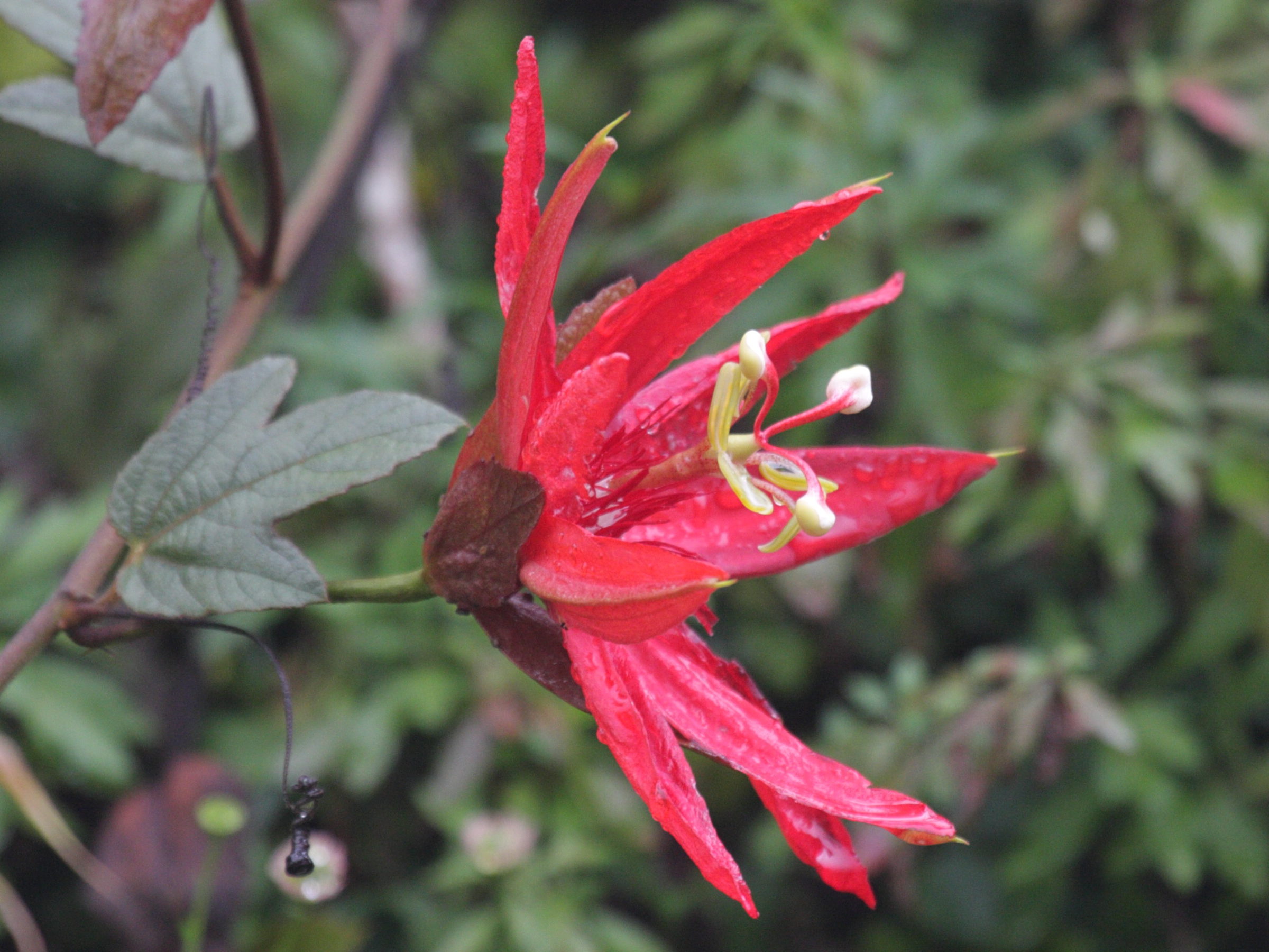 Afficher le média passiflora_vitifolia2bd passiflora_vitifolia2bd