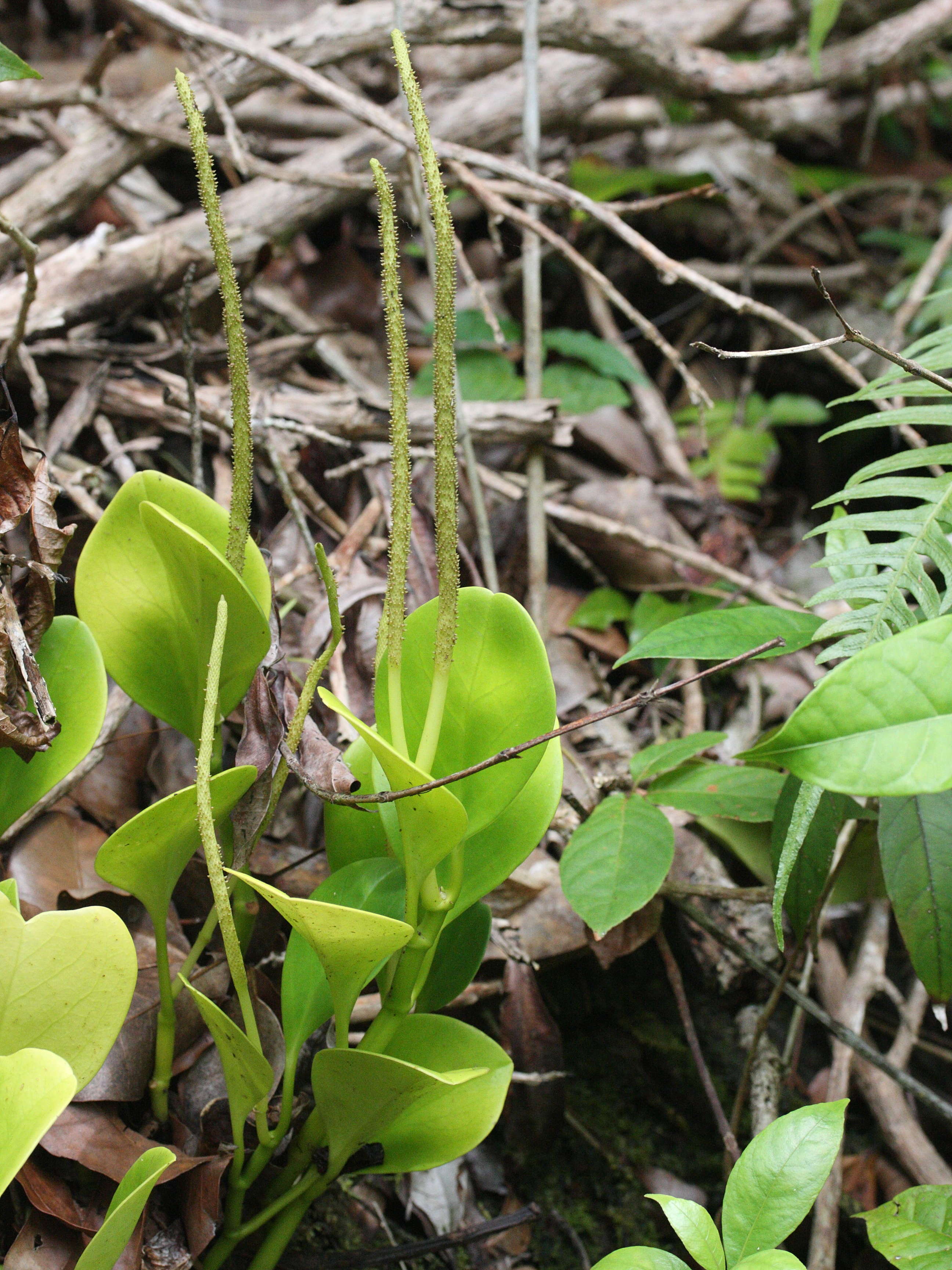 peperomia_obtusifolia2md