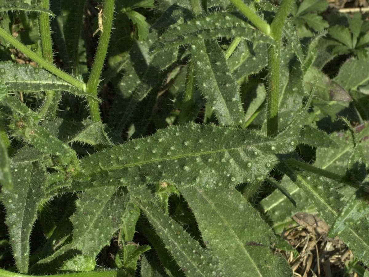 Afficher le média picris_echioides3md picris_echioides3md