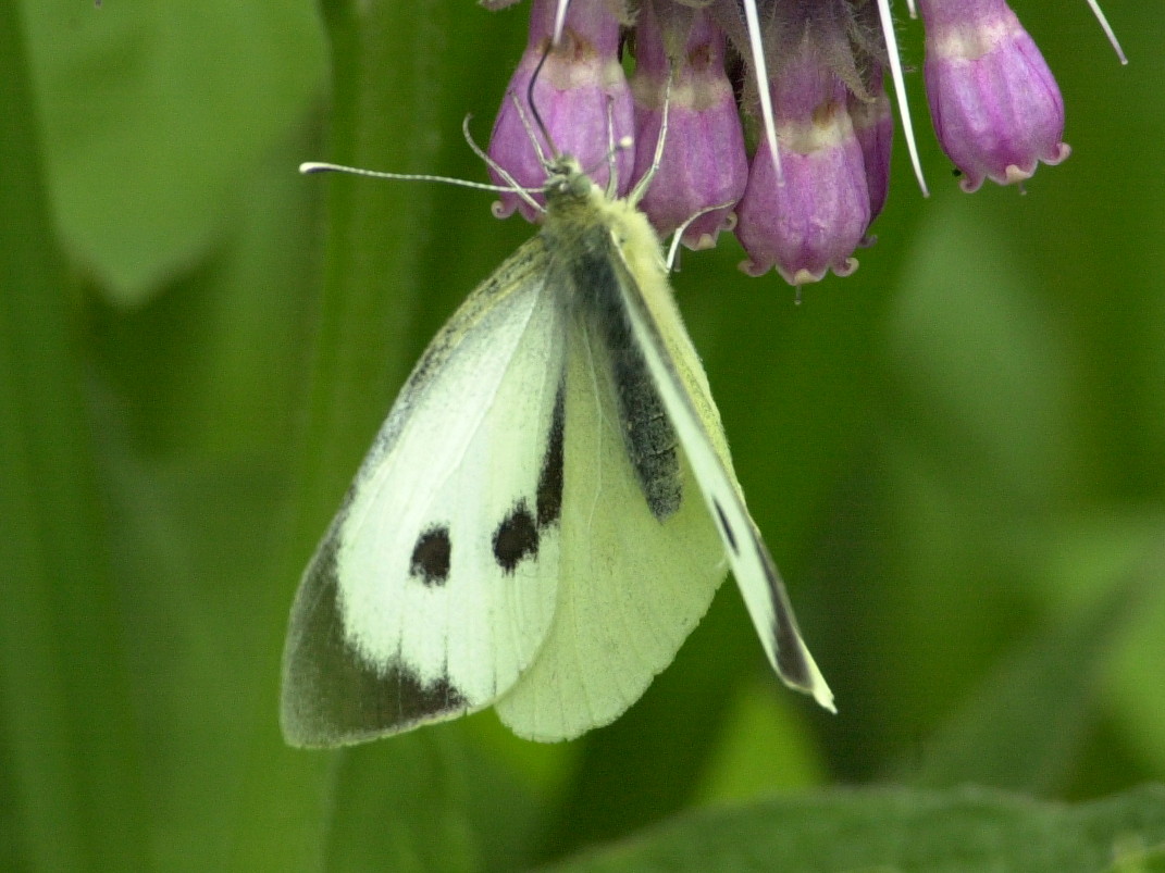 pieris_brassicae2bd