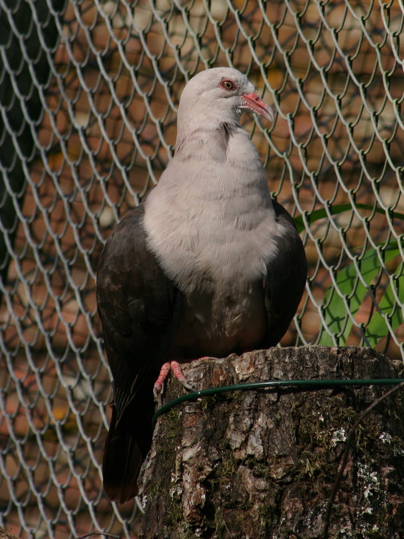Afficher le média pigeon_de_l-ile_maurice_-_columba_mayeri1sd pigeon_de_l-ile_maurice_-_columba_mayeri1sd
