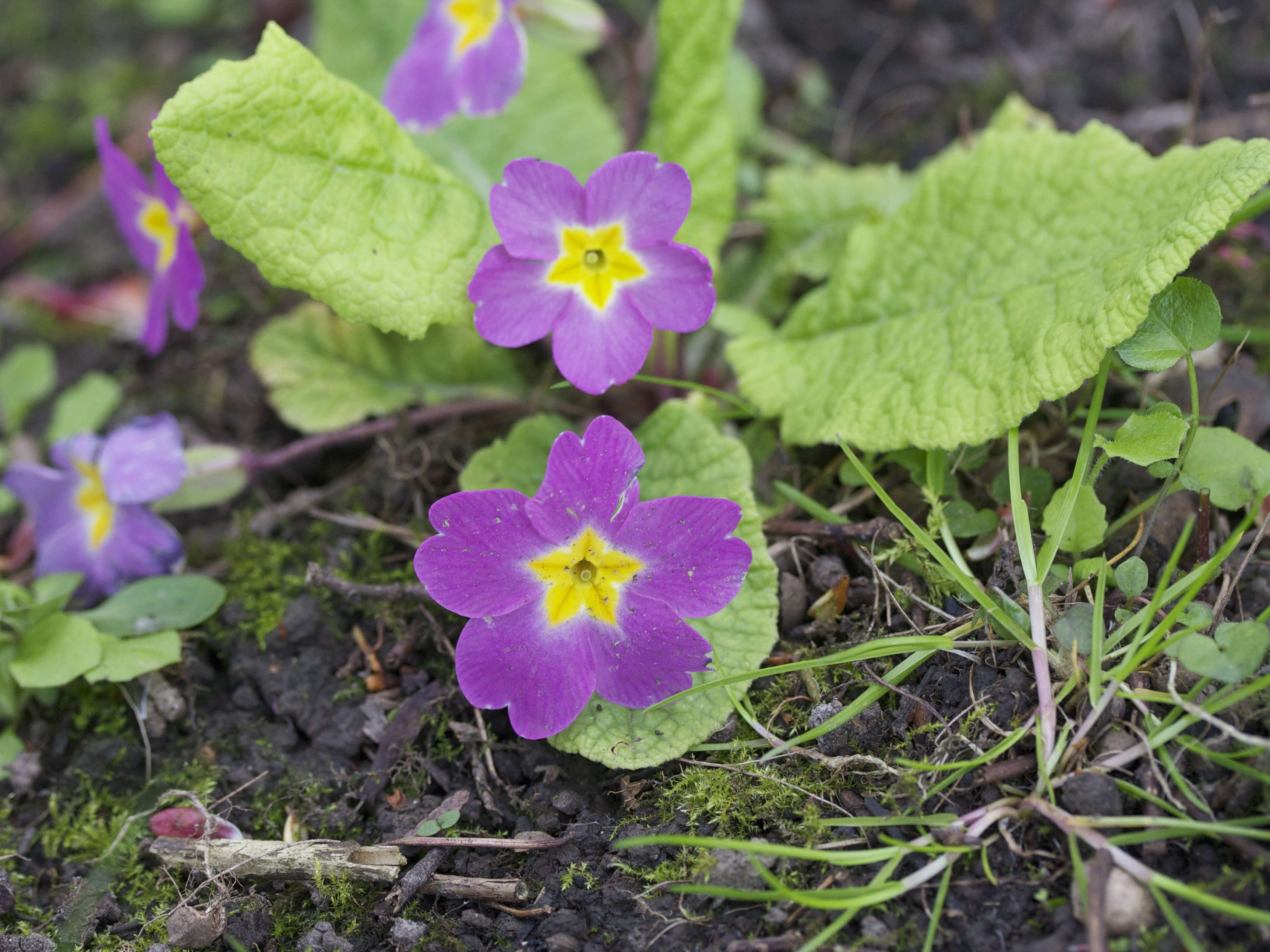 primula_vulgaris_rubra1md