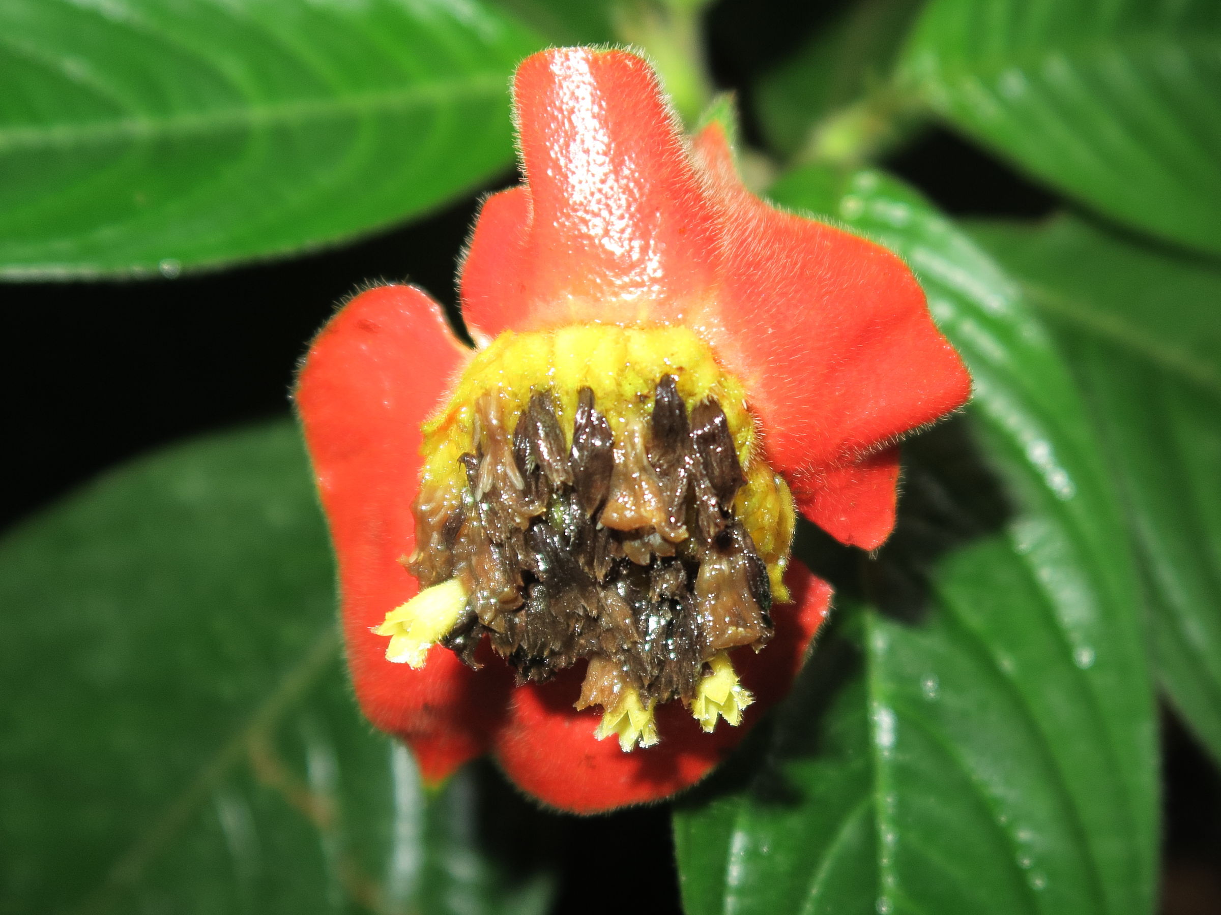 Afficher le média Psychotria_poeppigiana Psychotria_poeppigiana