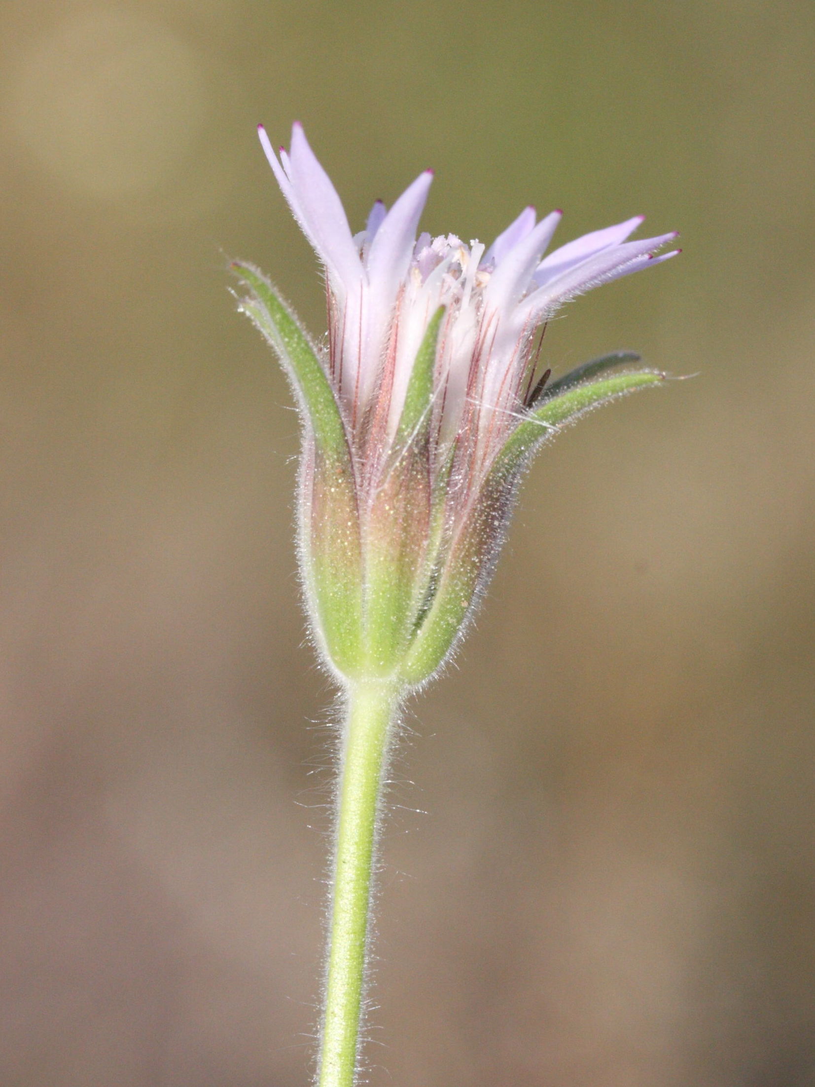 pterocephalus_plumosus2md