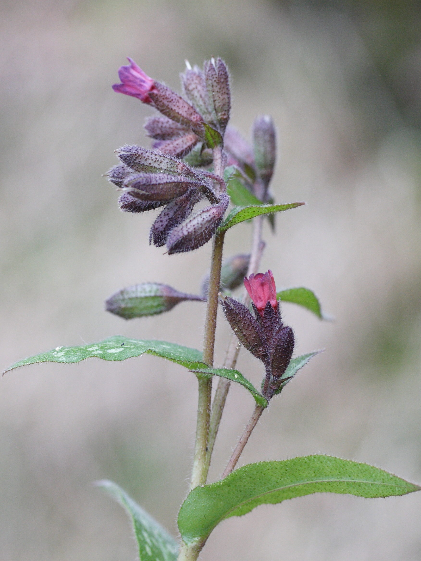 pulmonaria_affinis4md