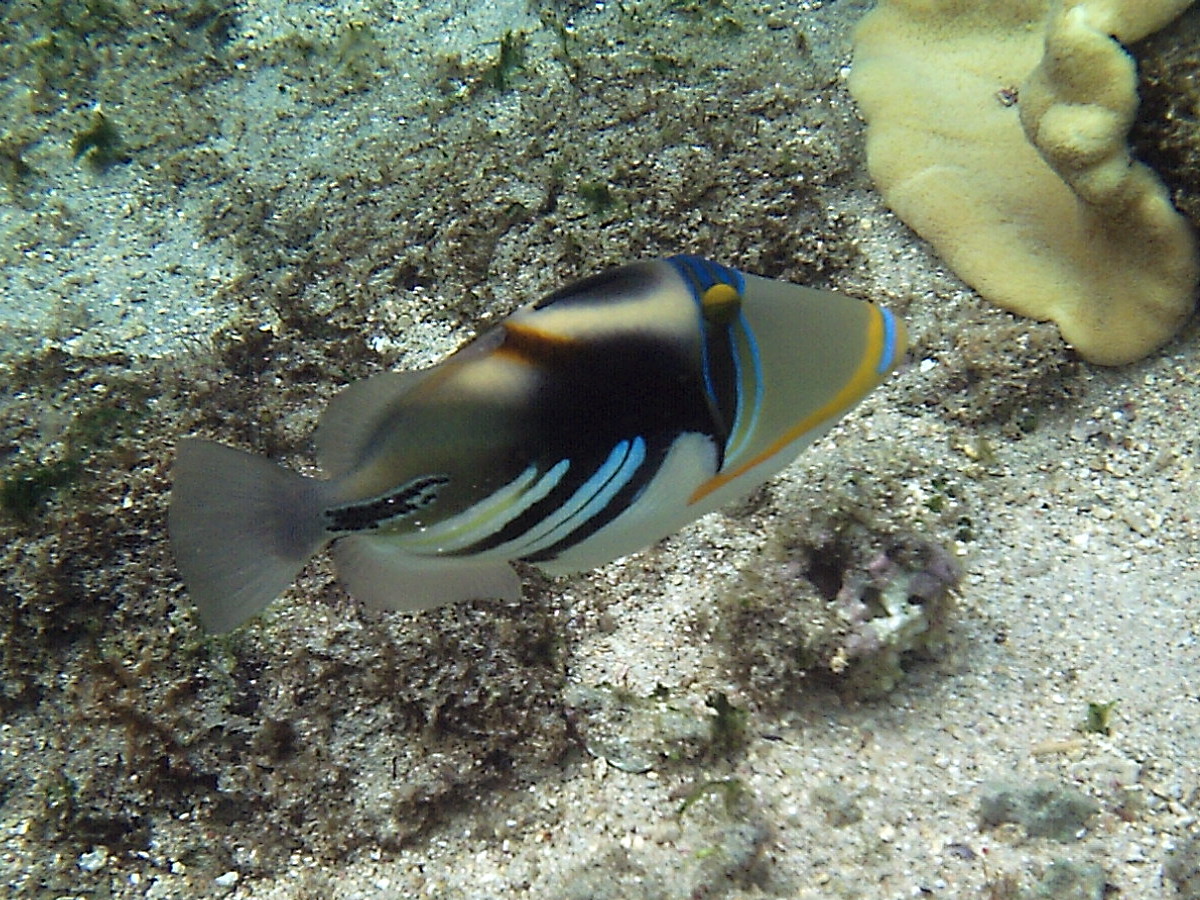 rhinecanthus_aculeatus2bd