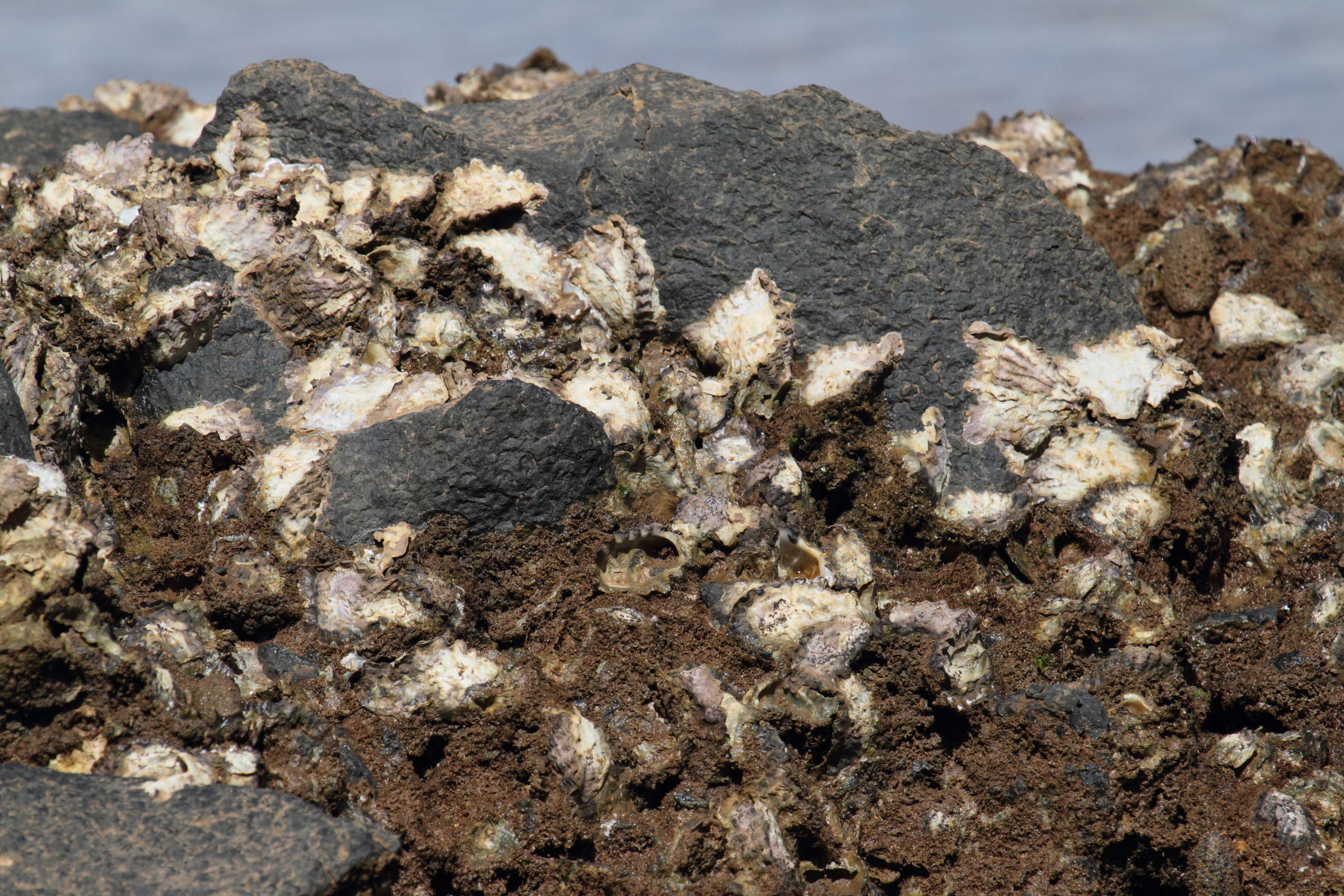 saccostrea_cucullata3bd