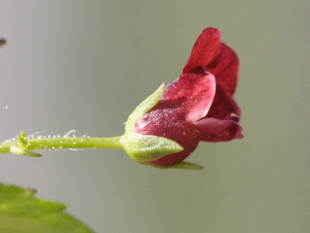 Scrophularia_peregrina