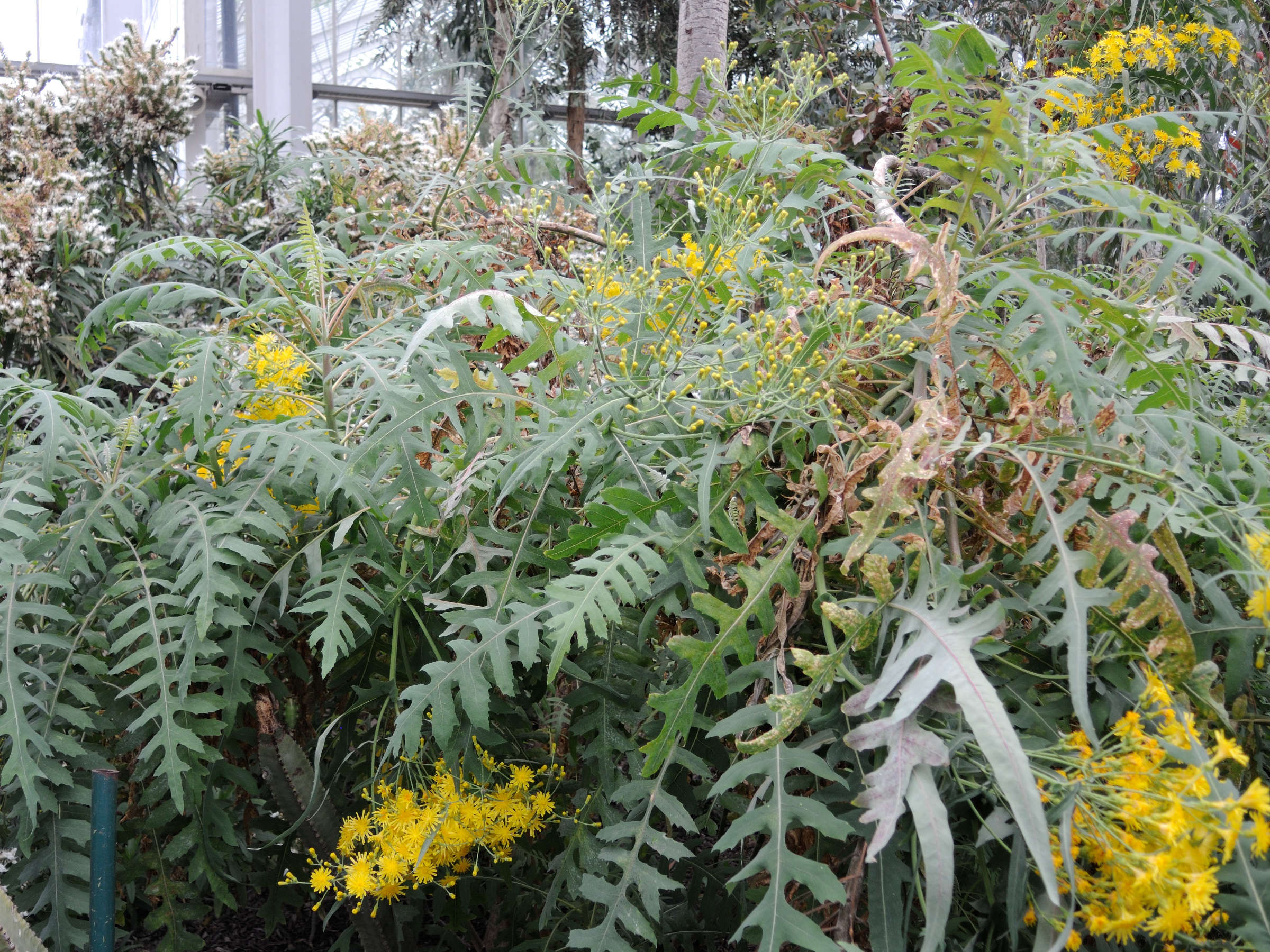 sonchus_palmensis1md