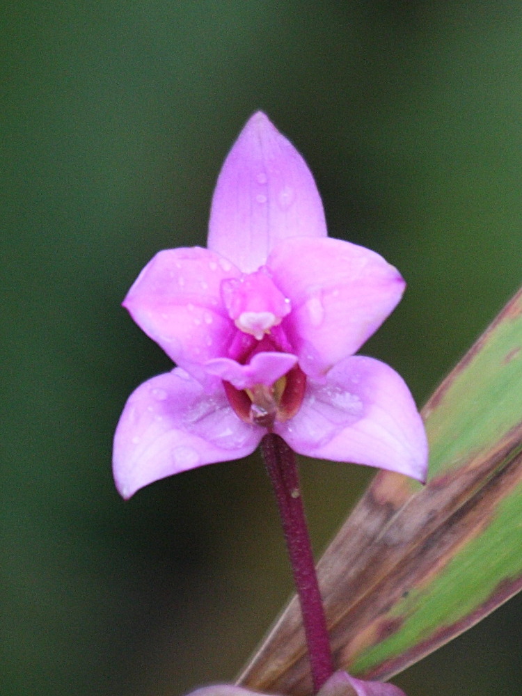 Afficher le média spathoglottis_plicata4bd spathoglottis_plicata4bd