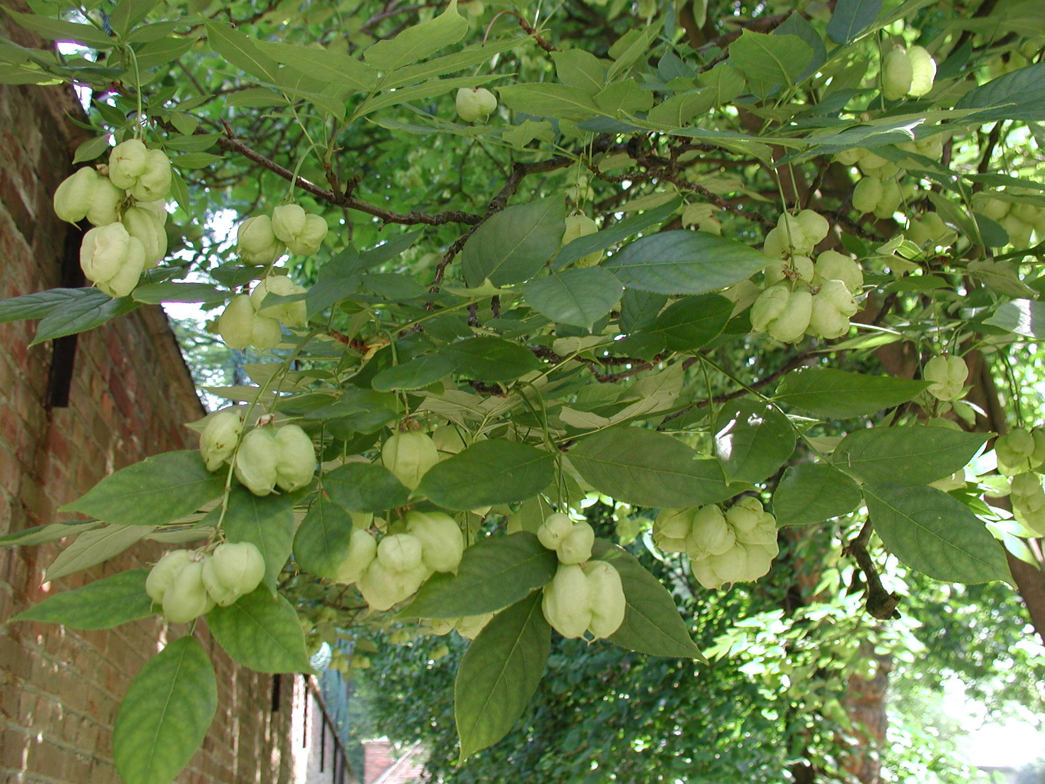 staphylea_pinnata6md
