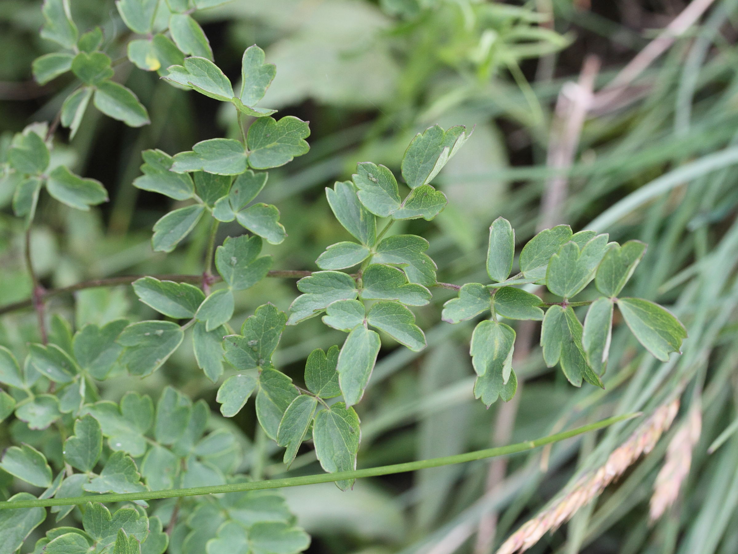 Afficher le média Thalictrum_minus Thalictrum_minus