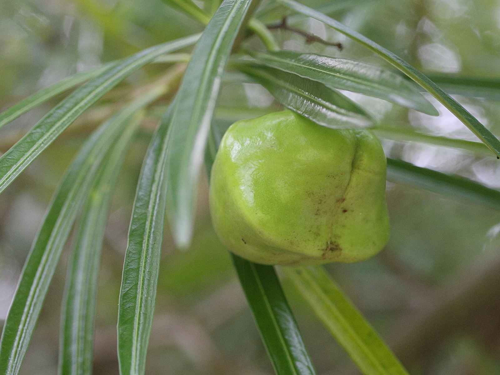 thevetia_peruviana4md