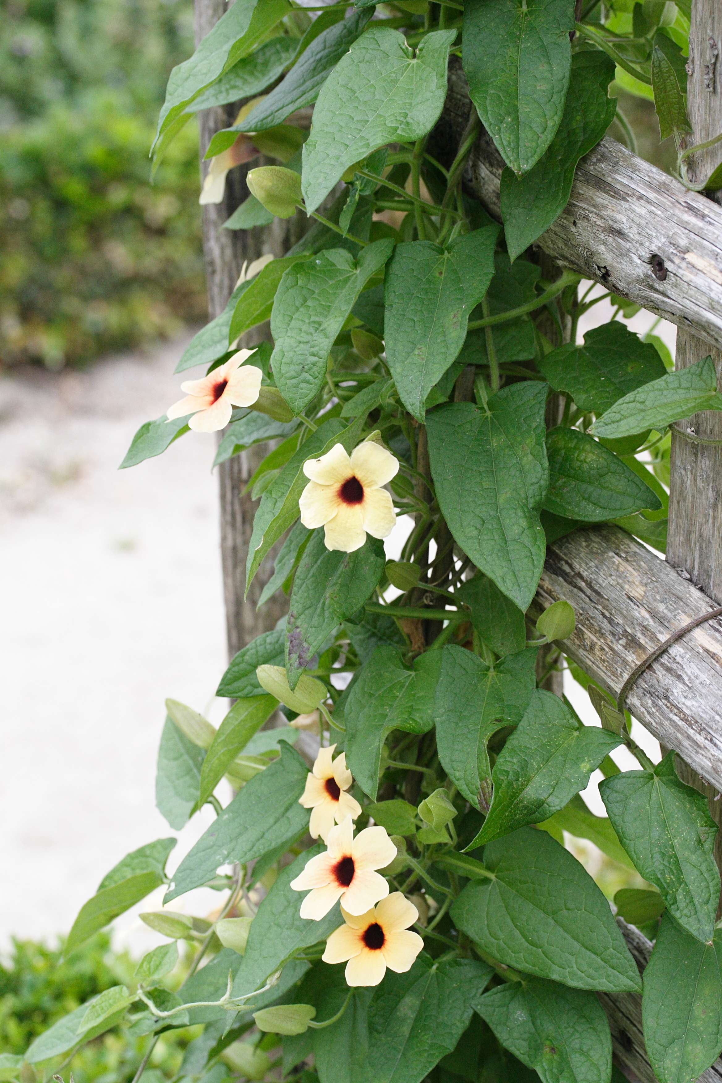 thunbergia_alata_aurantiaca1md