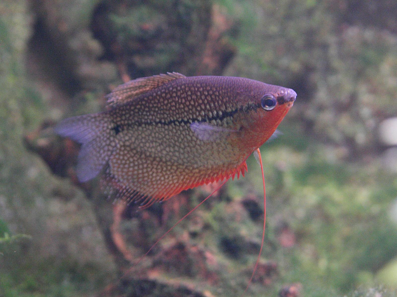 trichopodus_leeri1bd