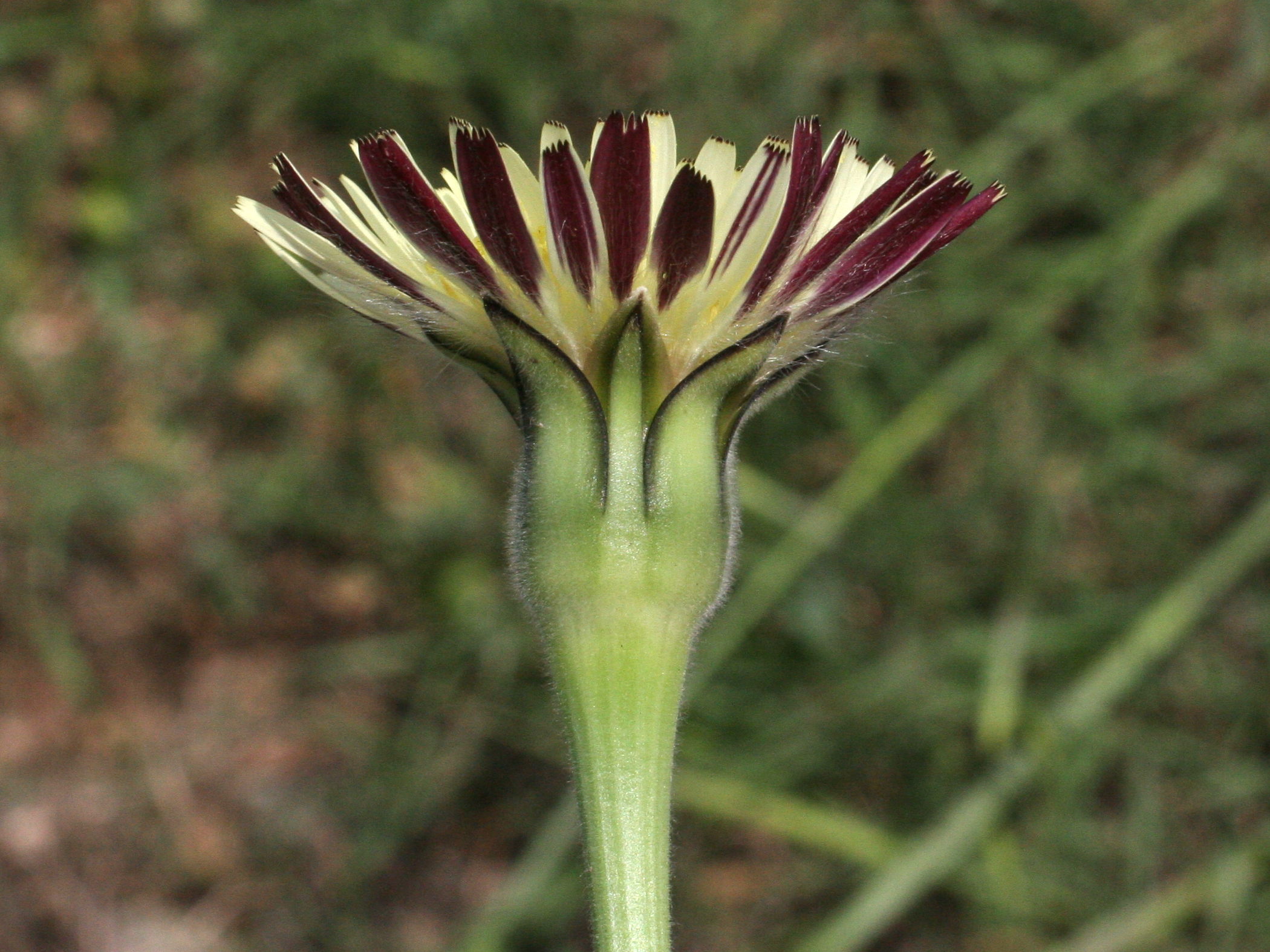 Afficher le média urospermum_dalechampii2md urospermum_dalechampii2md