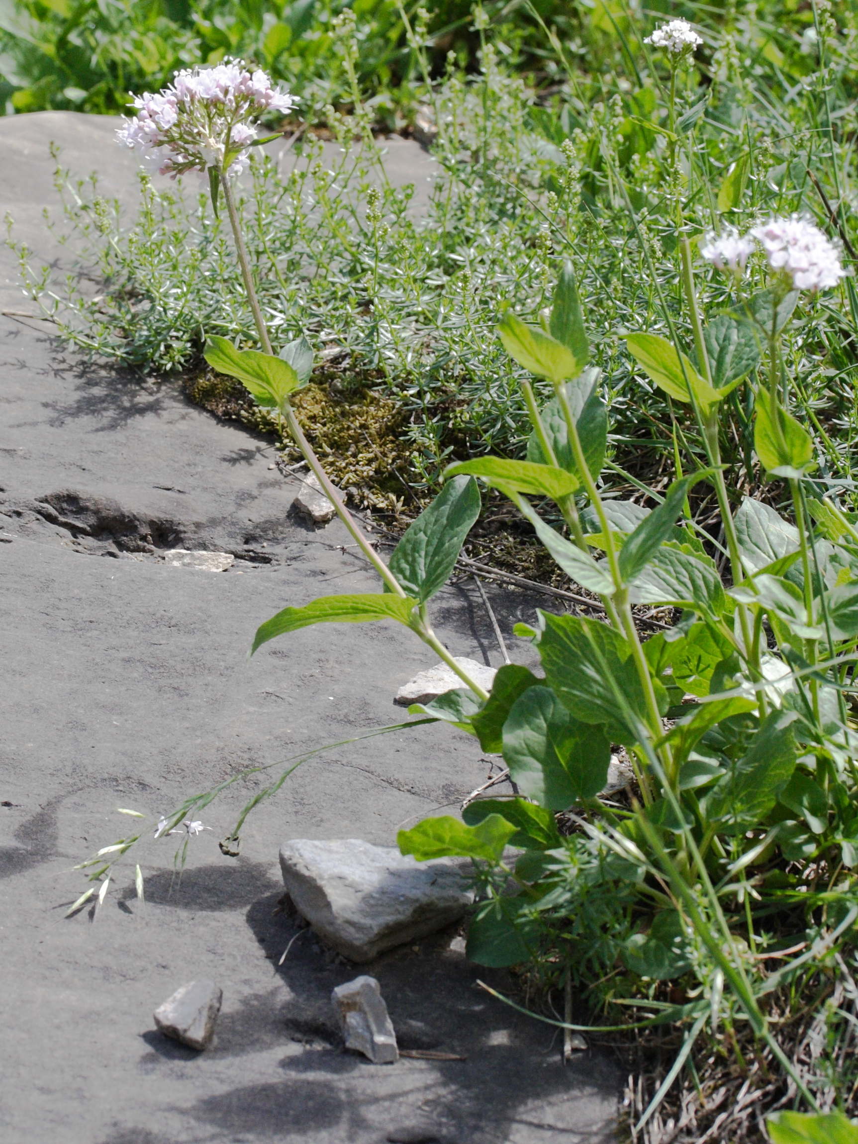 Afficher le média valeriana_montana5md valeriana_montana5md