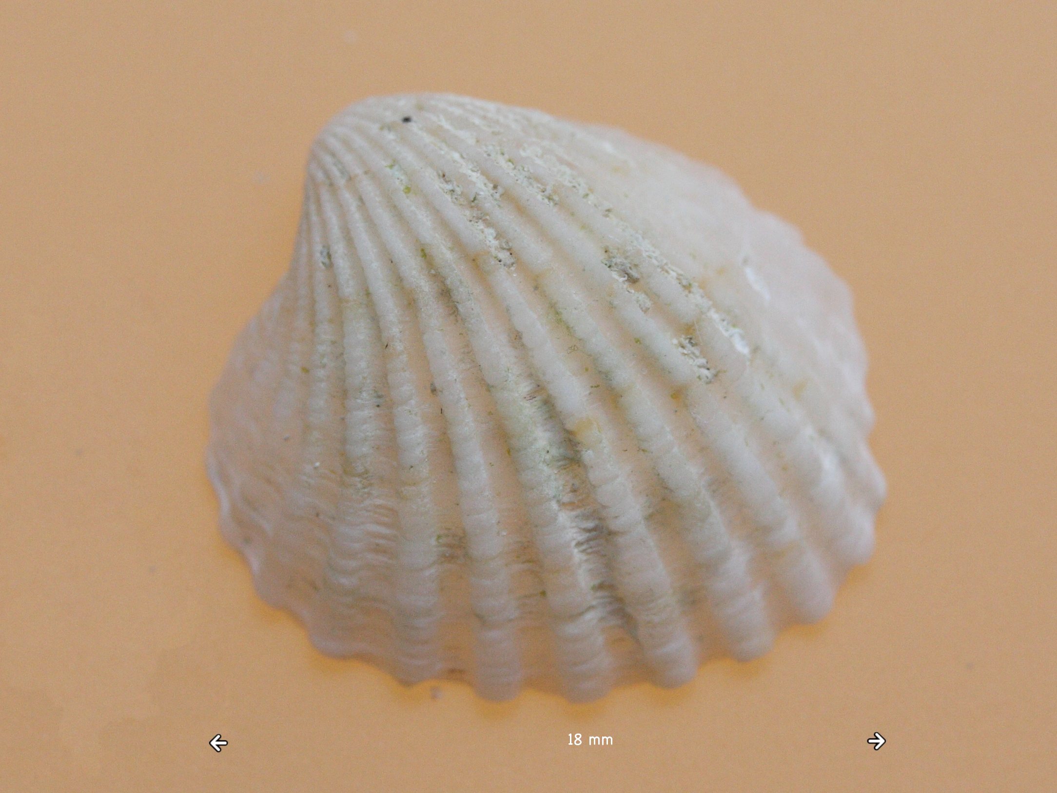 venericardia_antiquata2md