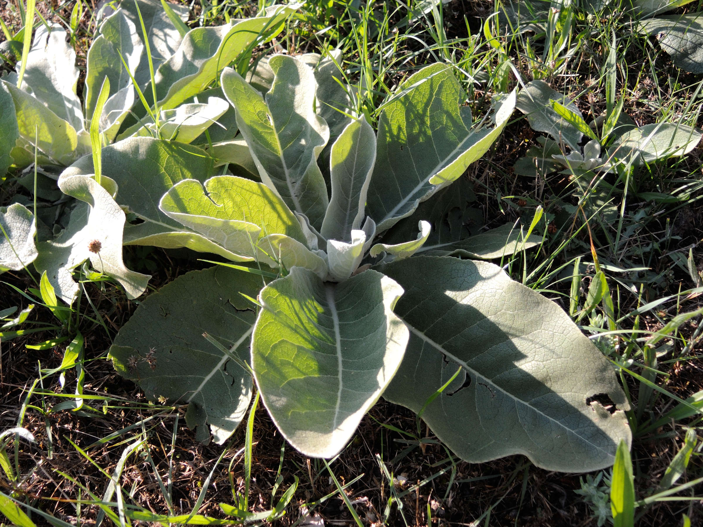 verbascum_lychnitis6md