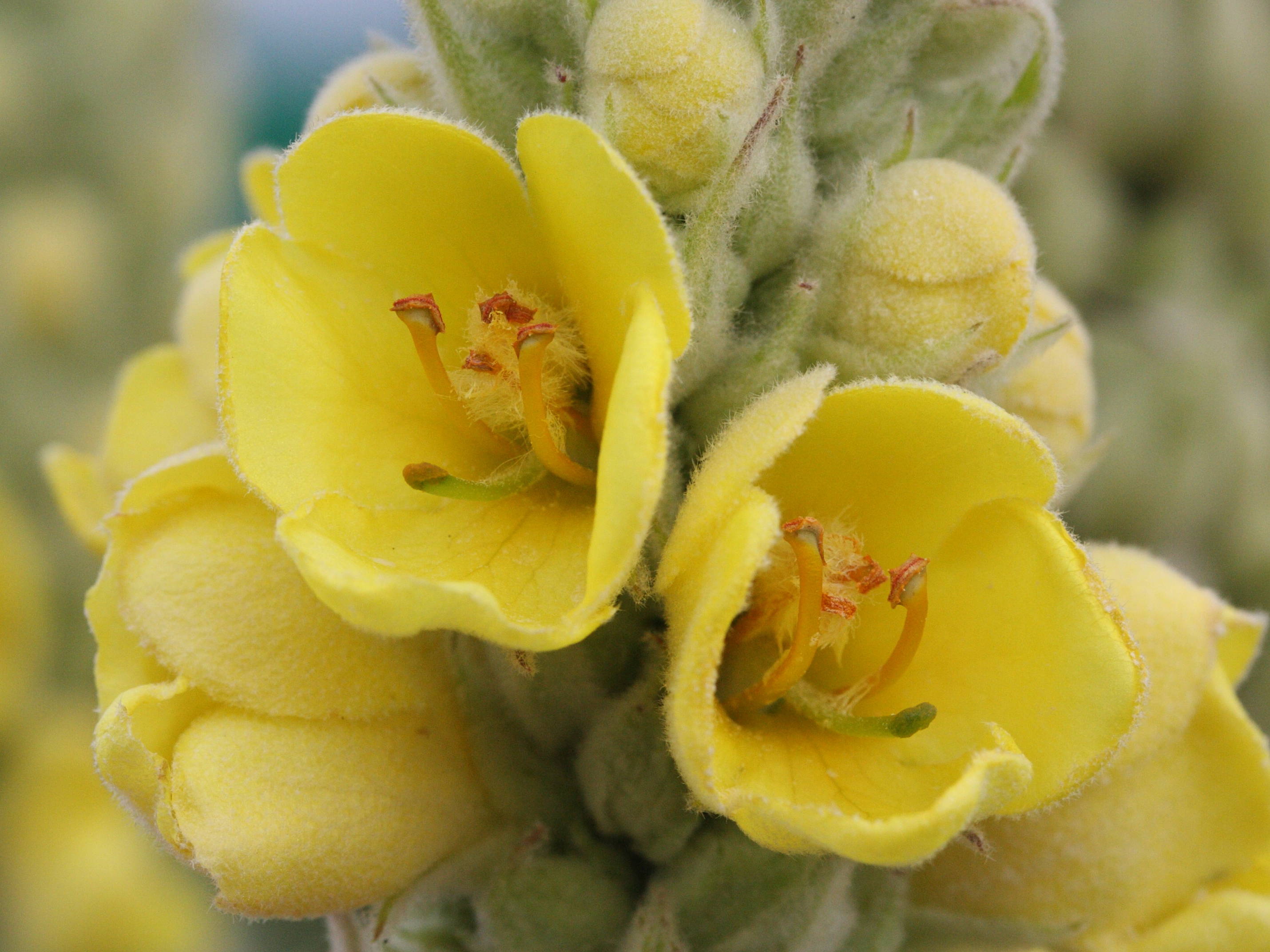 Afficher le média verbascum_thapsus6md verbascum_thapsus6md