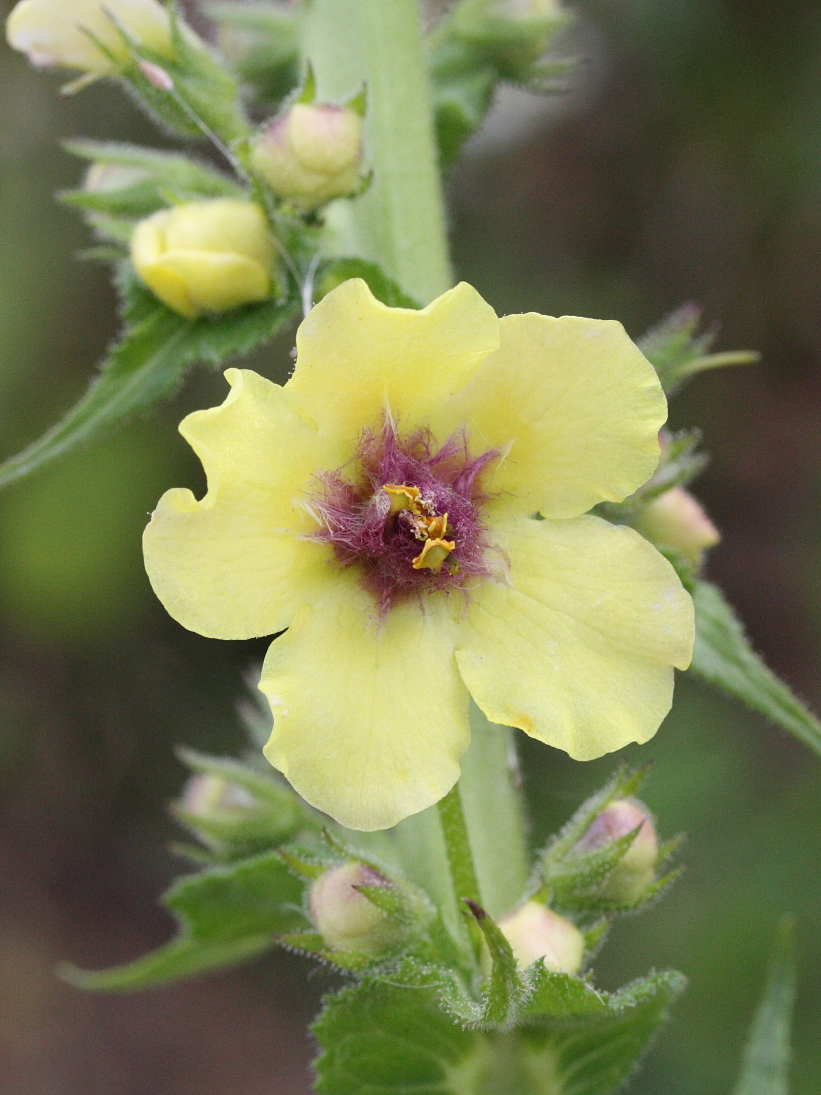 verbascum_virgatum3bmd
