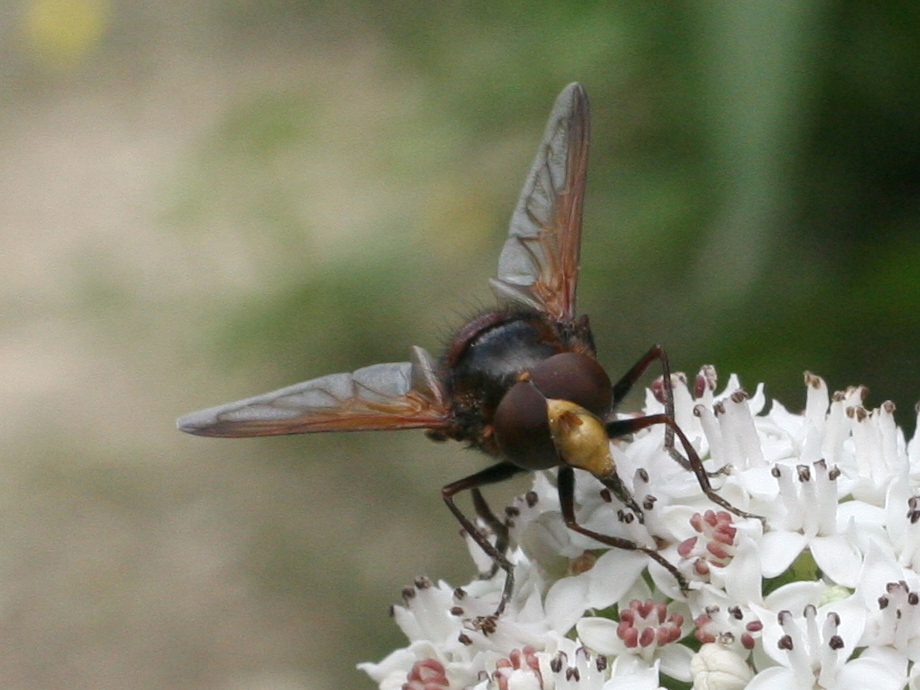 volucella_zonaria3md