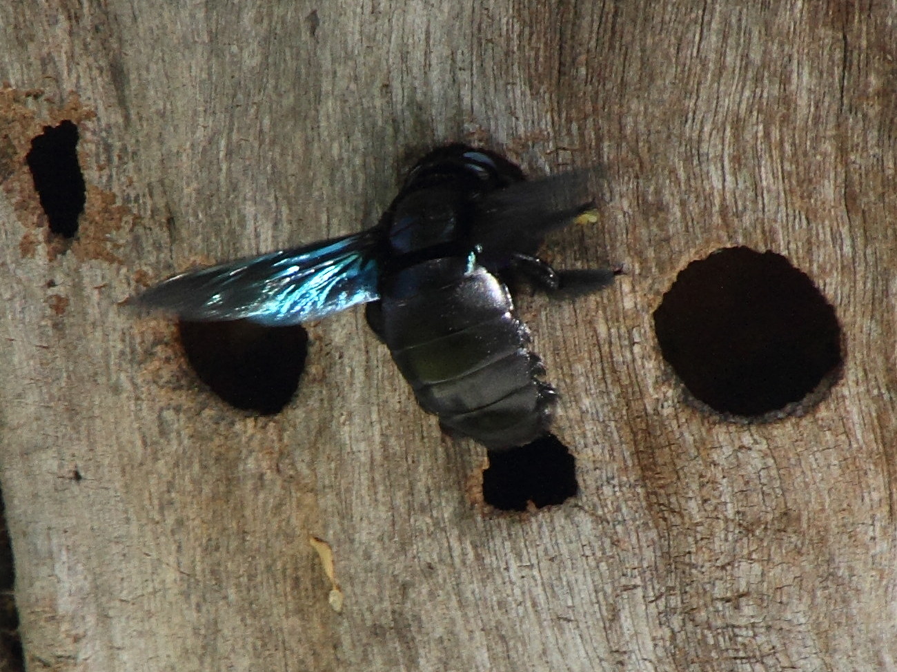 xylocopa_auripennis4md