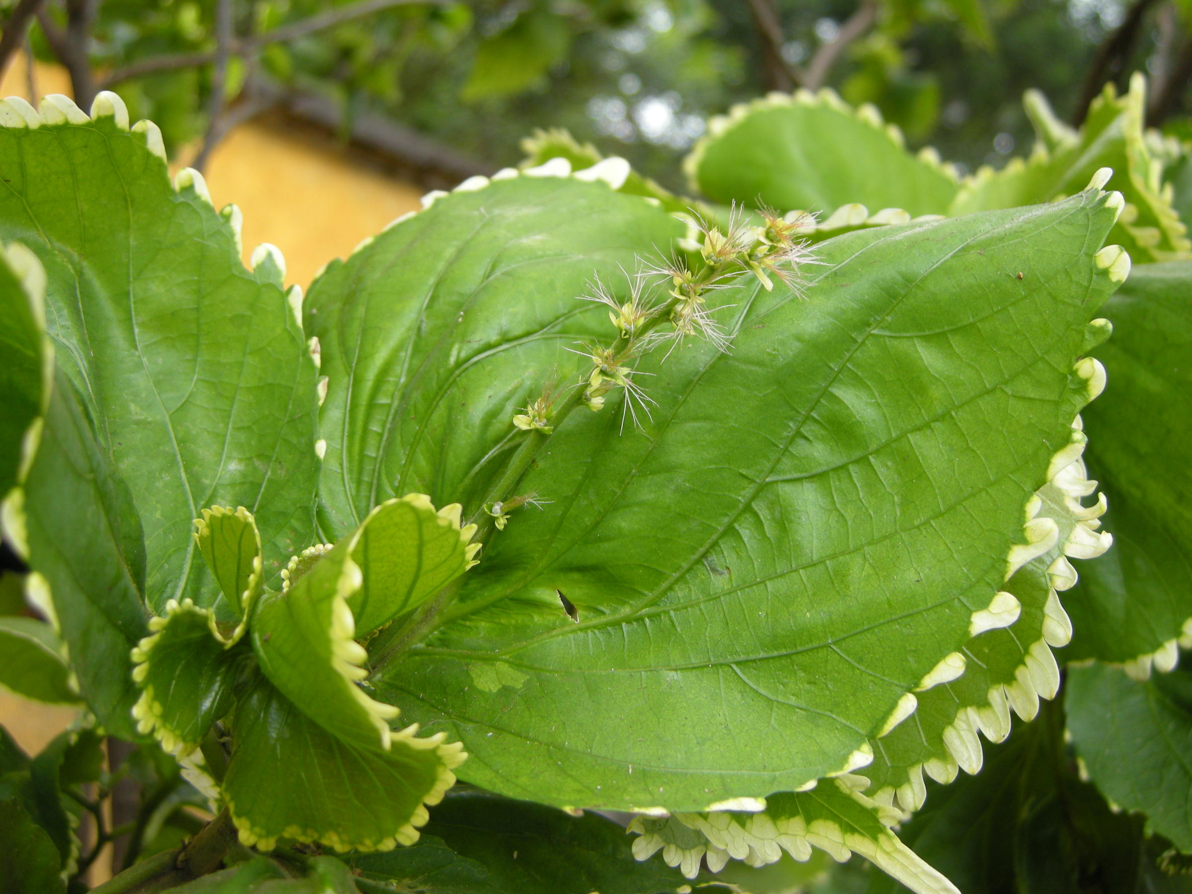 acalypha_wilkesiana2md